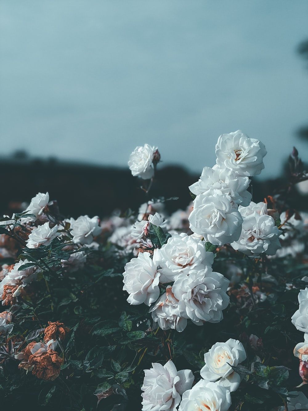 Rosenbusch, Weiße Blüten, Blaugrauer Himmel, Garten, Dämmerung, Hintergrundbild fürs Tablet