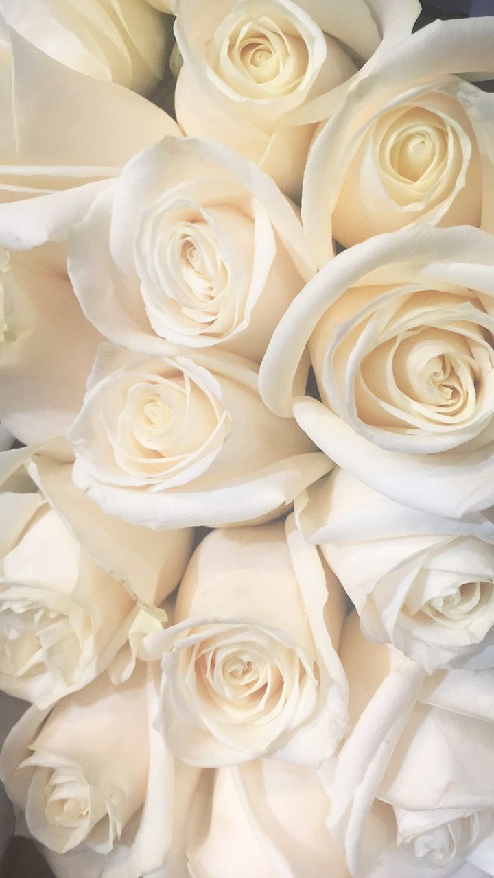 Weiße Rosen, Cremeweiß, Nahaufnahme, Blüten, Strauß, Hochformat, Hintergrundbild fürs Smartphone