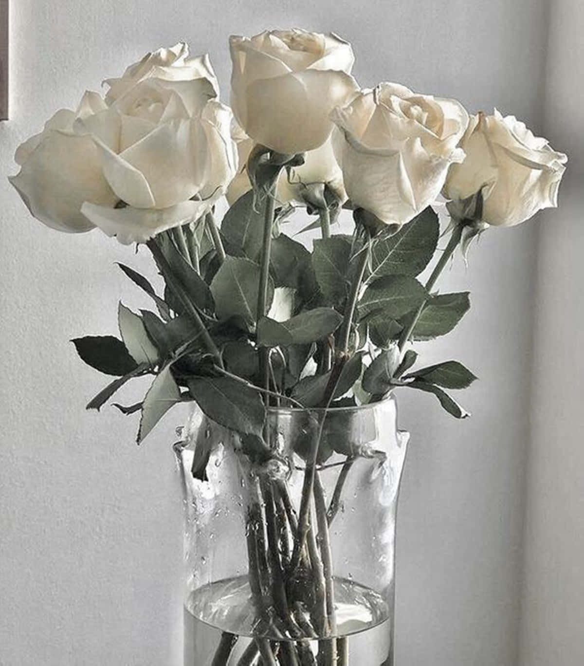 Weiße Rosen, Glasvase, Strauß, Grauer Hintergrund, Stillleben, HD Wallpaper