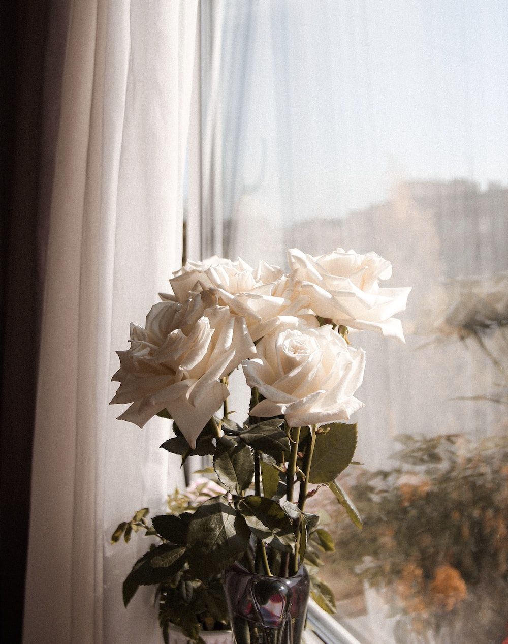 Weiße Rosen, Fenster, Vorhang, Tageslicht, Stillleben, HD, iPad-Hintergrundbild