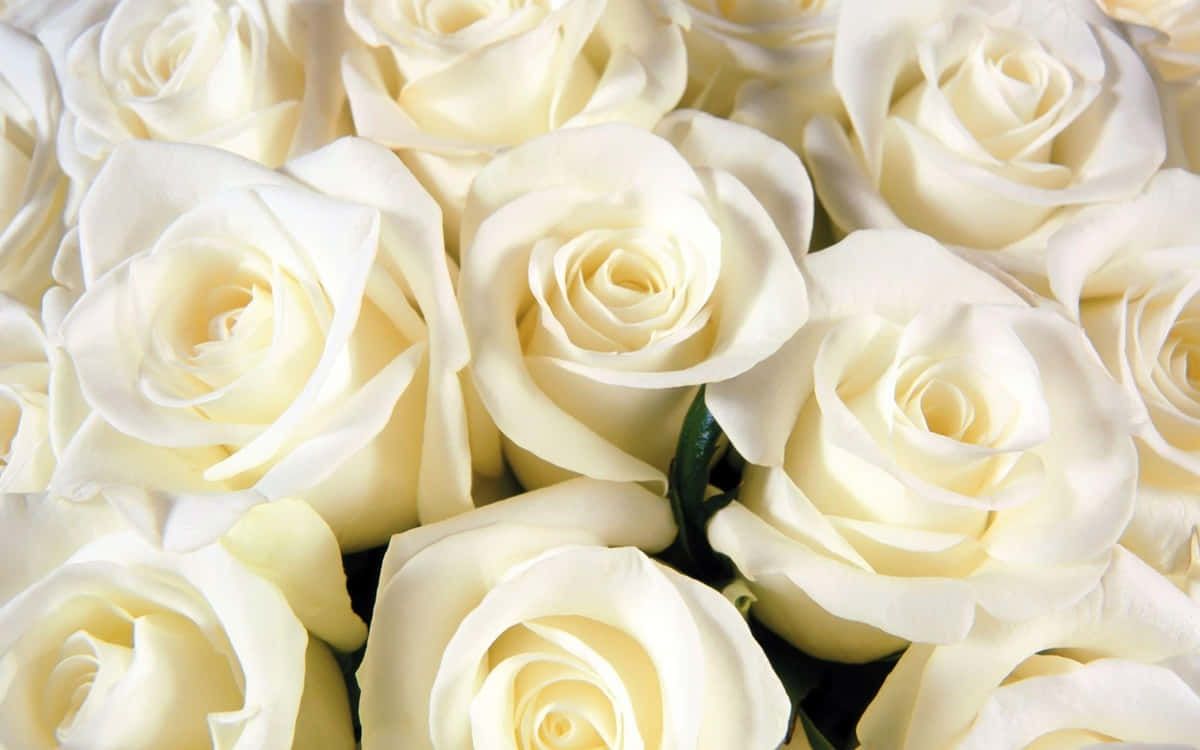 Weiße Rosen, Rosenstrauß, Nahaufnahme, Cremeweiß, Blüten, Hintergrundbild