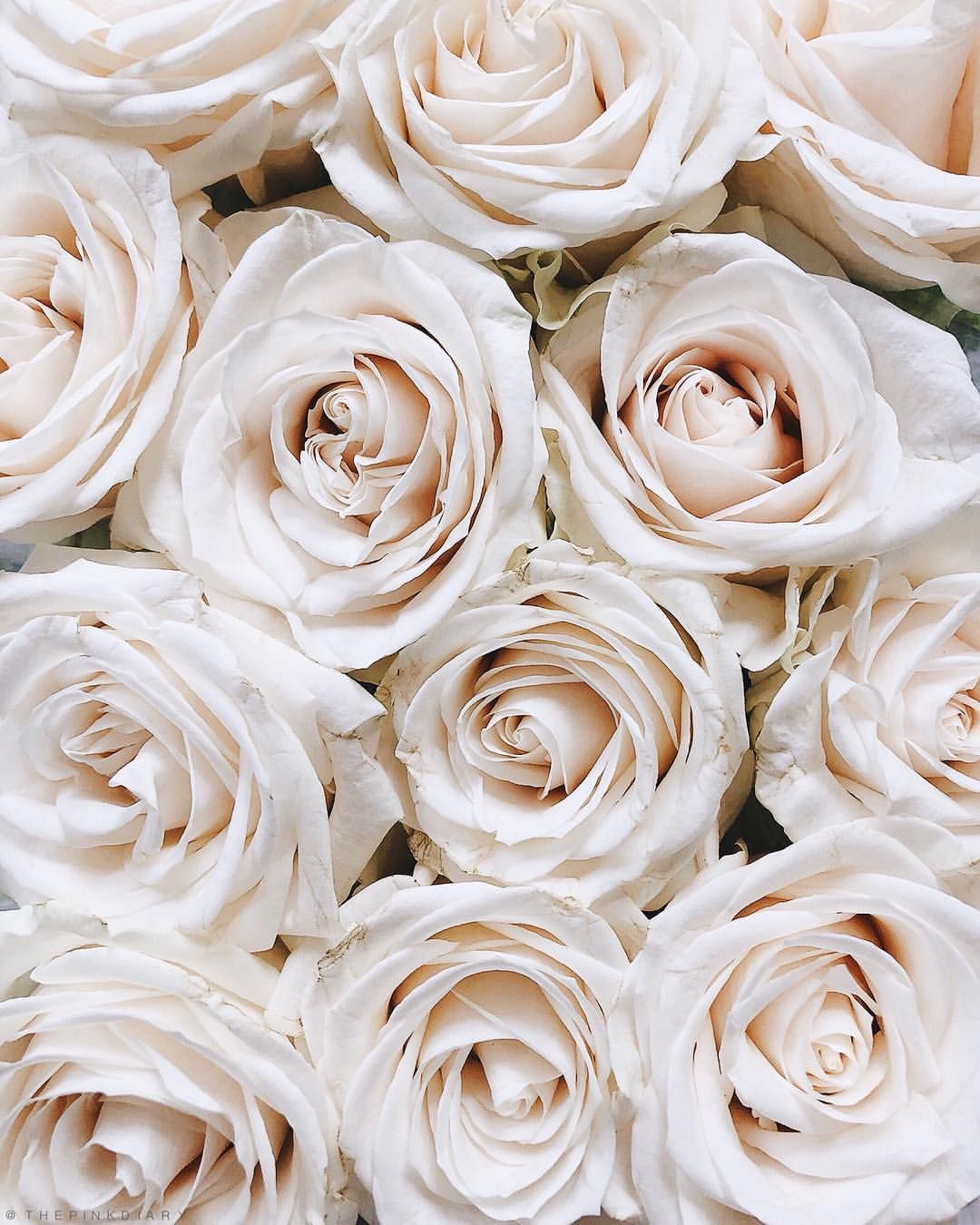 Weiße Rosen, Zartrosa, Blumenmeer, Pastellfarben, Blüten, Full HD, Tablet-Hintergrund