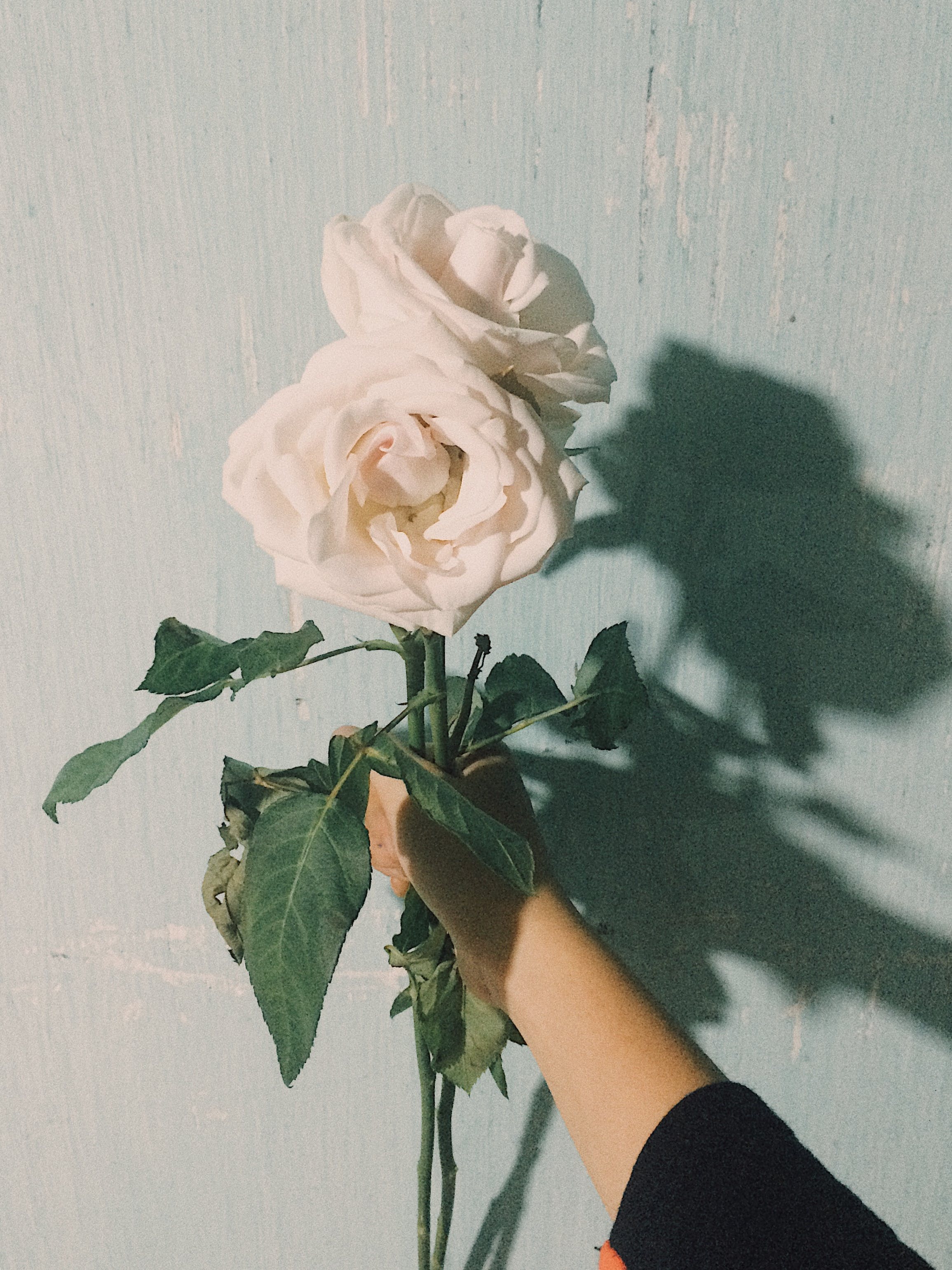 Rose, Hand, Schatten, Zartrosa, Ästhetik, QHD+, iPad-Hintergrundbild