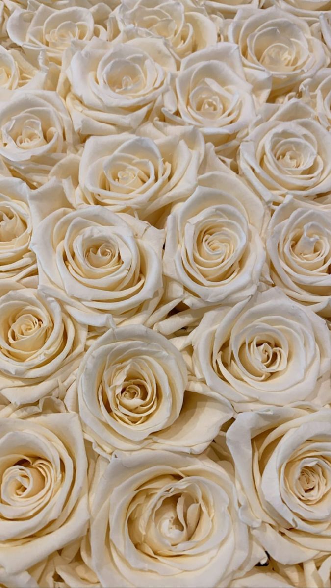 Weiße Rosen, Blumenmeer, Cremefarben, Muster, Draufsicht, Hintergrundbild fürs Handy