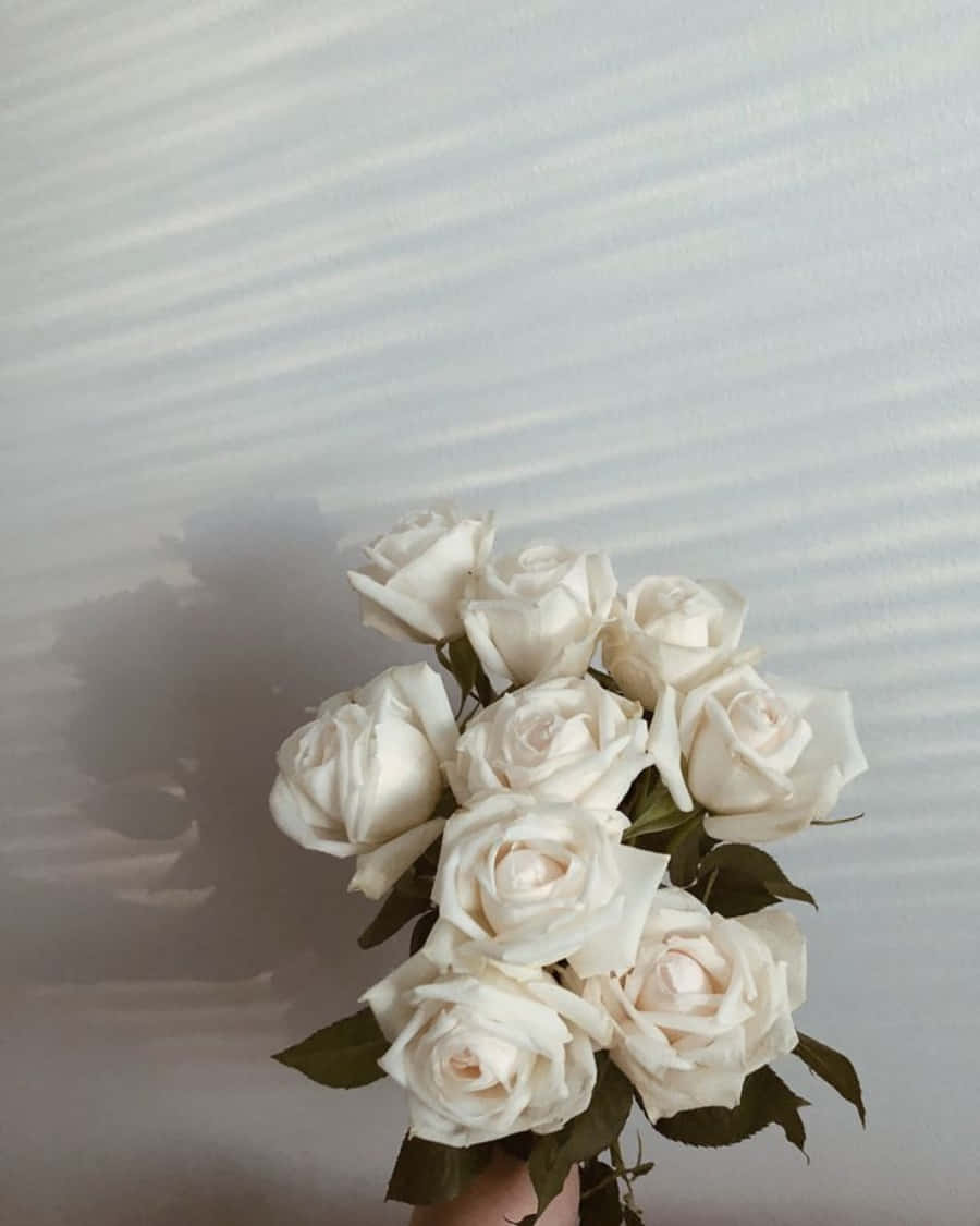 Rosenstrauß, Hand, Weiße Rosen, Lichtstreifen, Minimalistisch, HD, Tablet-Hintergrund