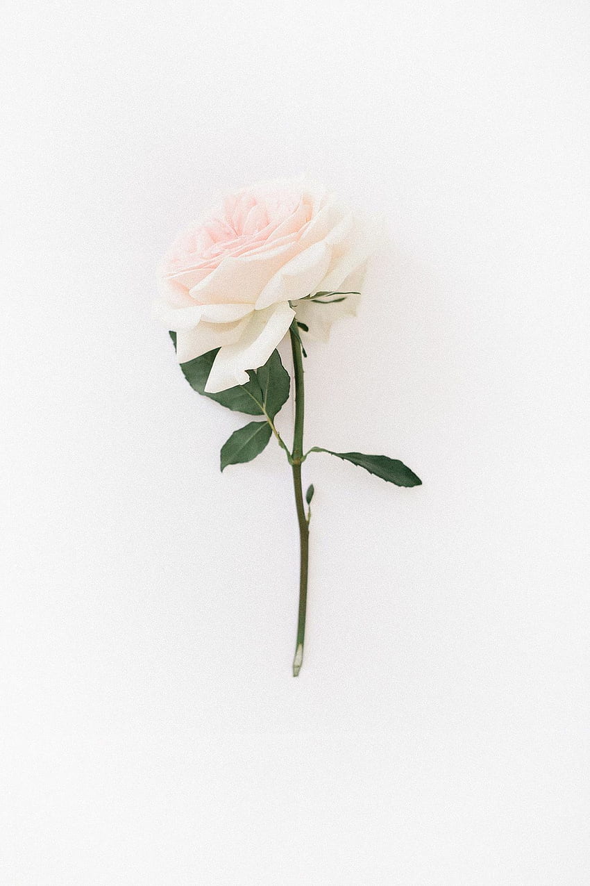 Einzelne Rose, Zartrosa, Weißer Hintergrund, Minimalistisch, Stiel, Sperrbildschirm fürs iPhone