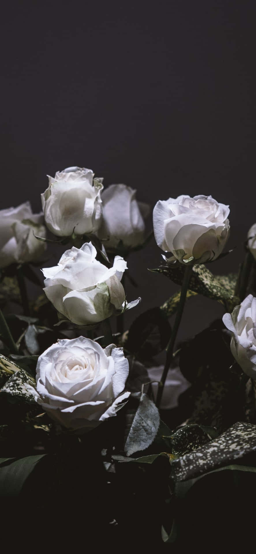 Weiße Rosen, Dunkler Hintergrund, Strauß, Kontrast, Elegant, Sperrbildschirm fürs iPhone