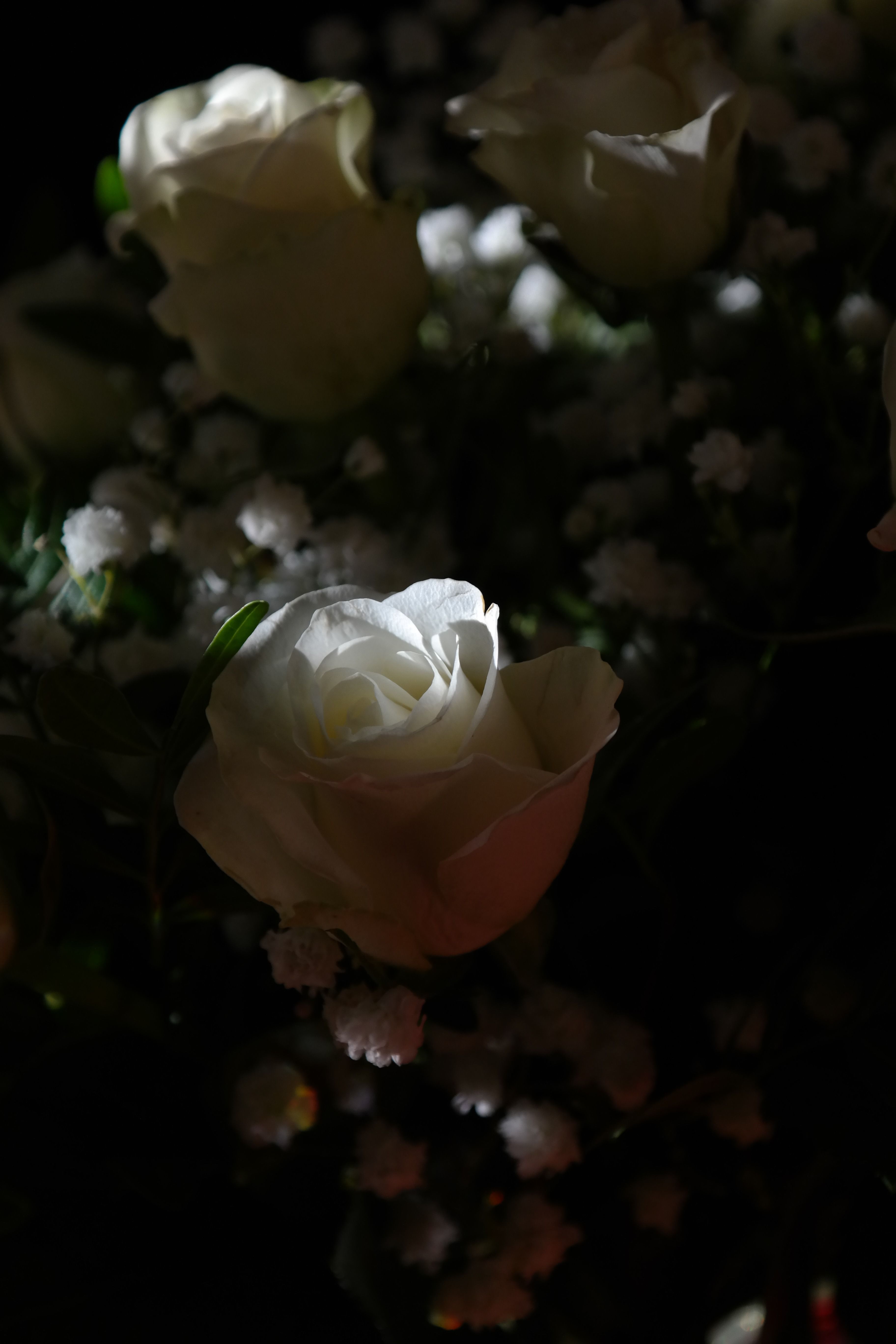 Weiße Rosen, Schleierkraut, Dunkel, Strauß, Stimmungsvoll, QHD+, Handy-Hintergrundbild