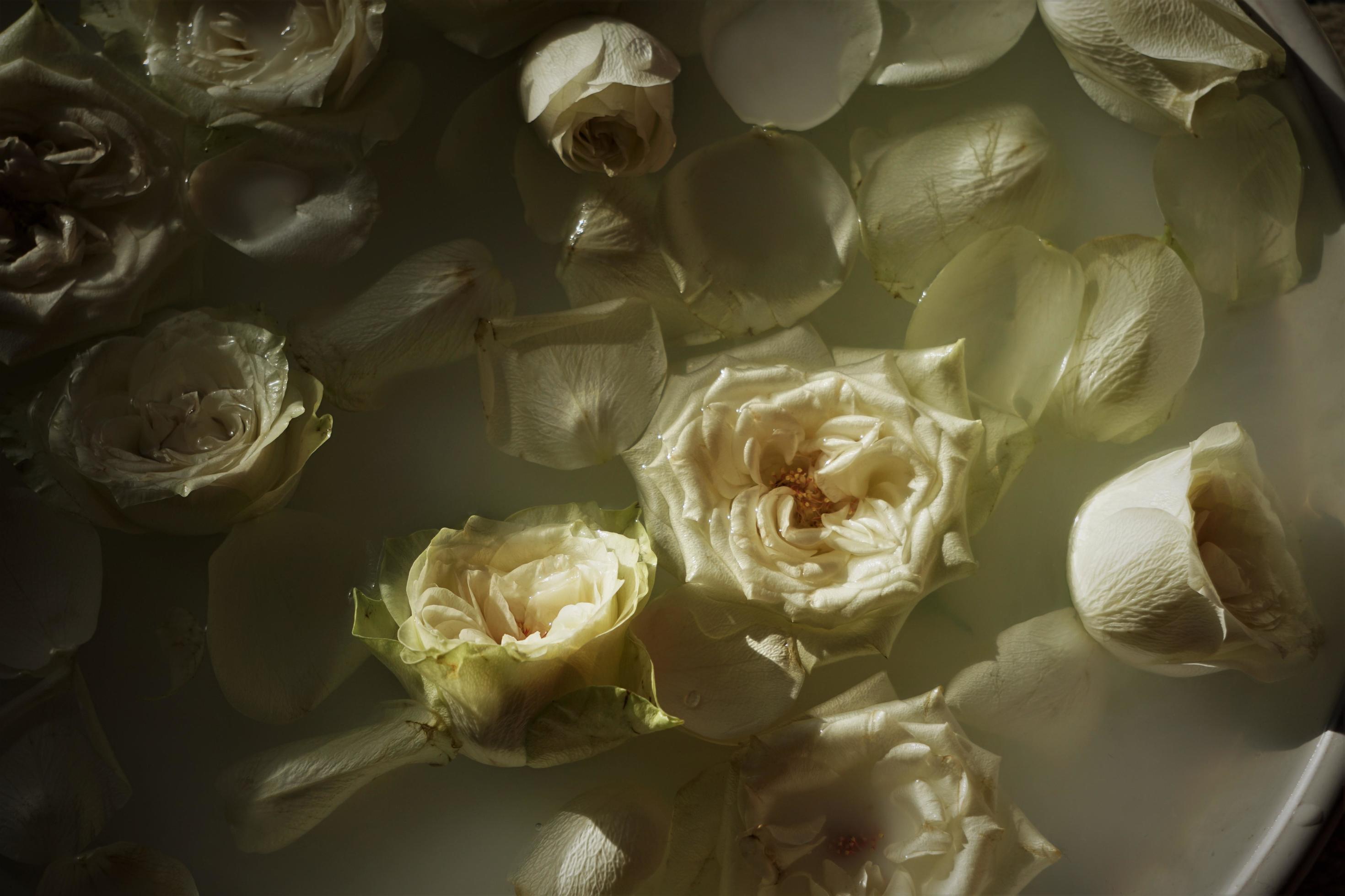 Rosenblüten, Wasser, Blütenblätter, Cremeweiß, Stillleben, 2K, Desktop-Hintergrund