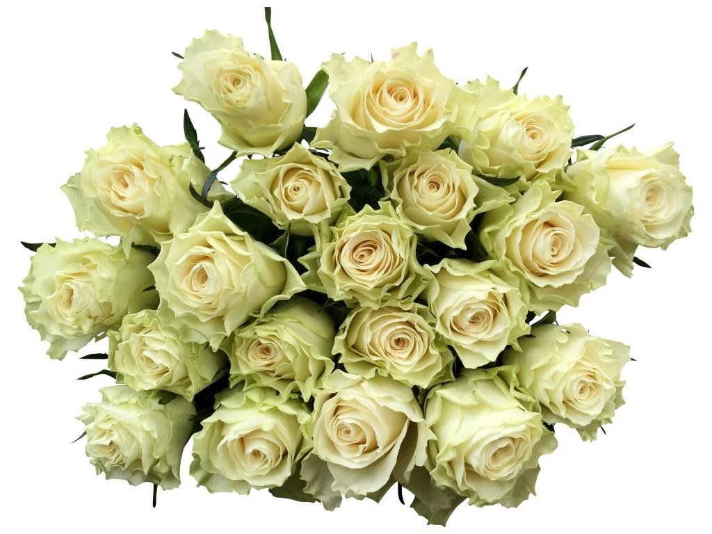 Rosenstrauß, Grünlich-weiße Rosen, Freigestellt, Weißer Hintergrund, Blüten, Wallpaper