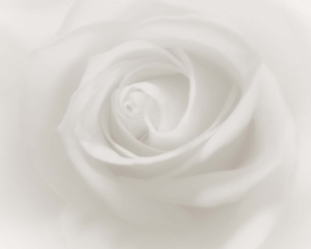 Weiße Rose, Makro, Blütenblätter, Weichzeichner, Zart, Hintergrund