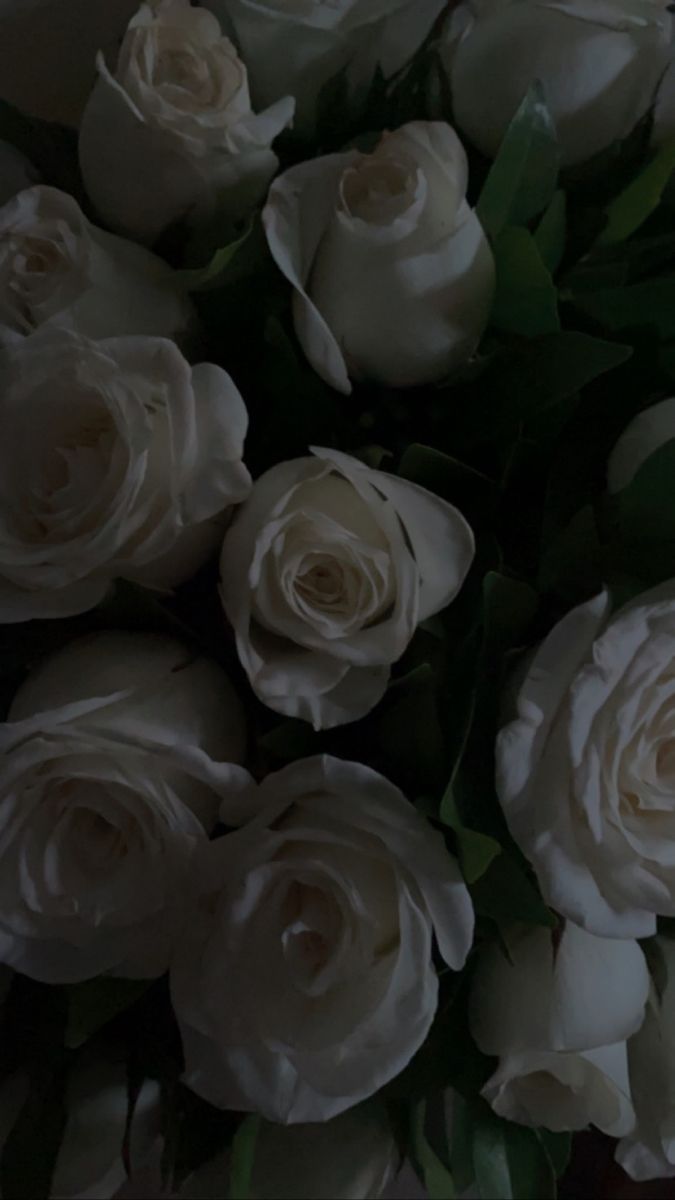 Weiße Rosen, Dunkel, Strauß, Blätter, Stimmungsvoll, Hintergrundbild für iPhone und Android