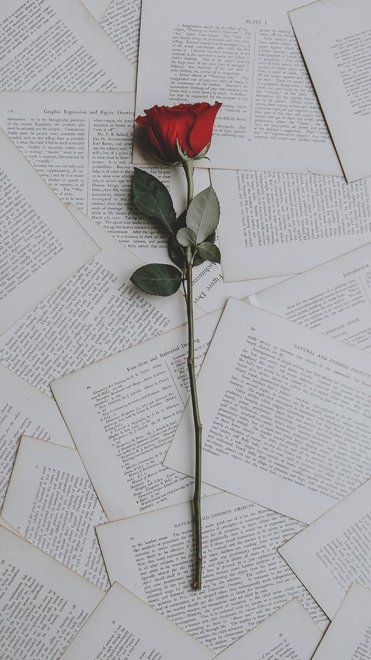 Einzelne Rose, Buchseiten, Papier, Flatlay, Vintage, HD, Sperrbildschirm fürs iPhone