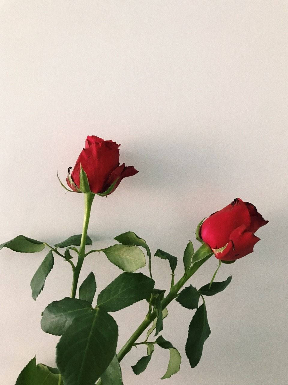 Rosenzweige, Rosen, Weißer Hintergrund, Minimalismus, HD Wallpaper