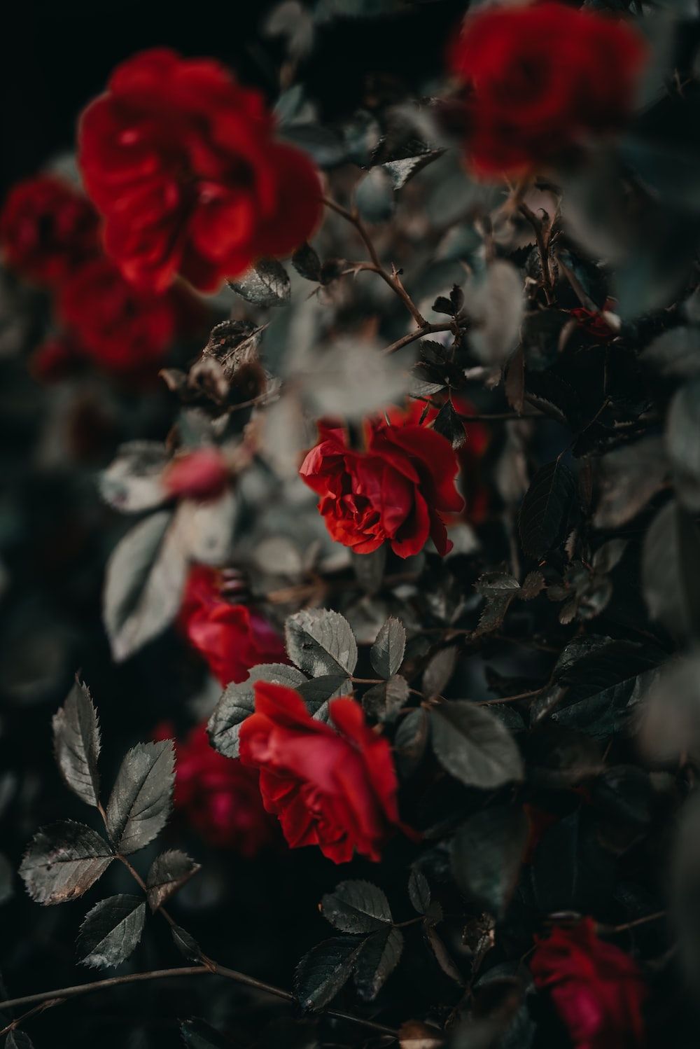 Rosenbusch, Blätter, Dunkle Stimmung, Garten, HD, iPad-Hintergrundbild