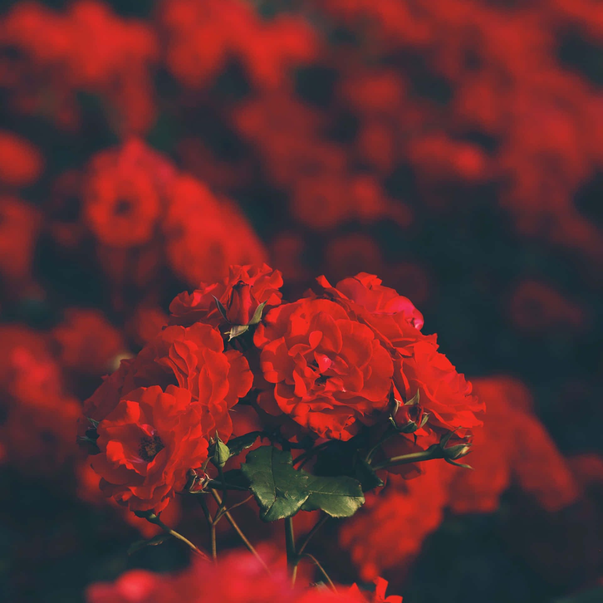 Rosenblüten, Bokeh, Unscharf, Garten, Full HD, iPad-Hintergrundbild