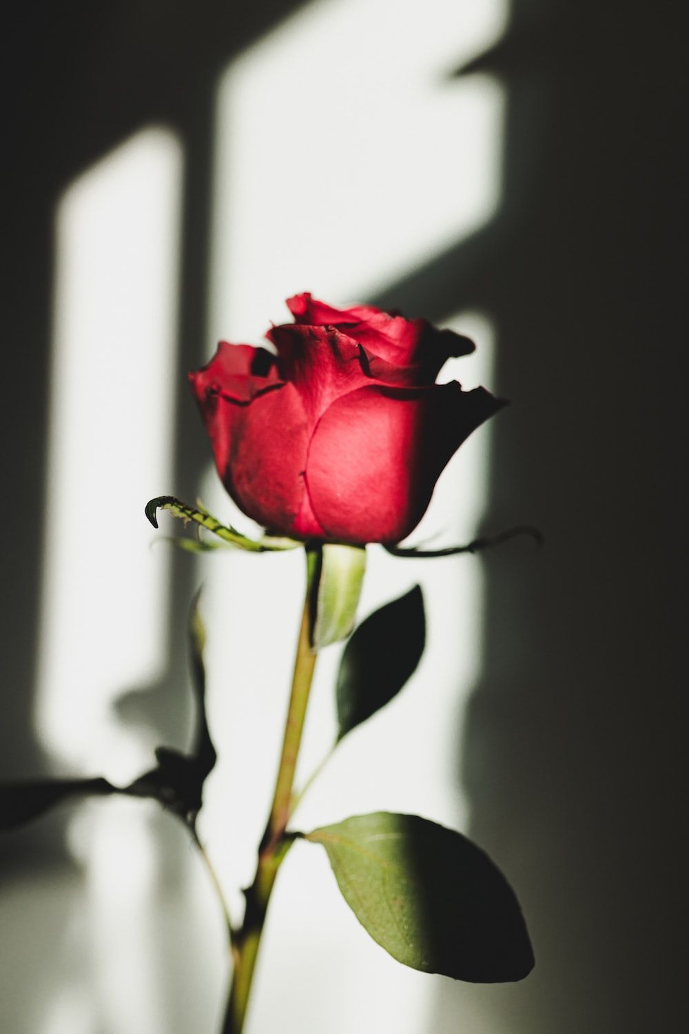 Einzelne Rose, Schatten, Sonnenlicht, Minimalismus, HD, Handy-Hintergrund im Hochformat