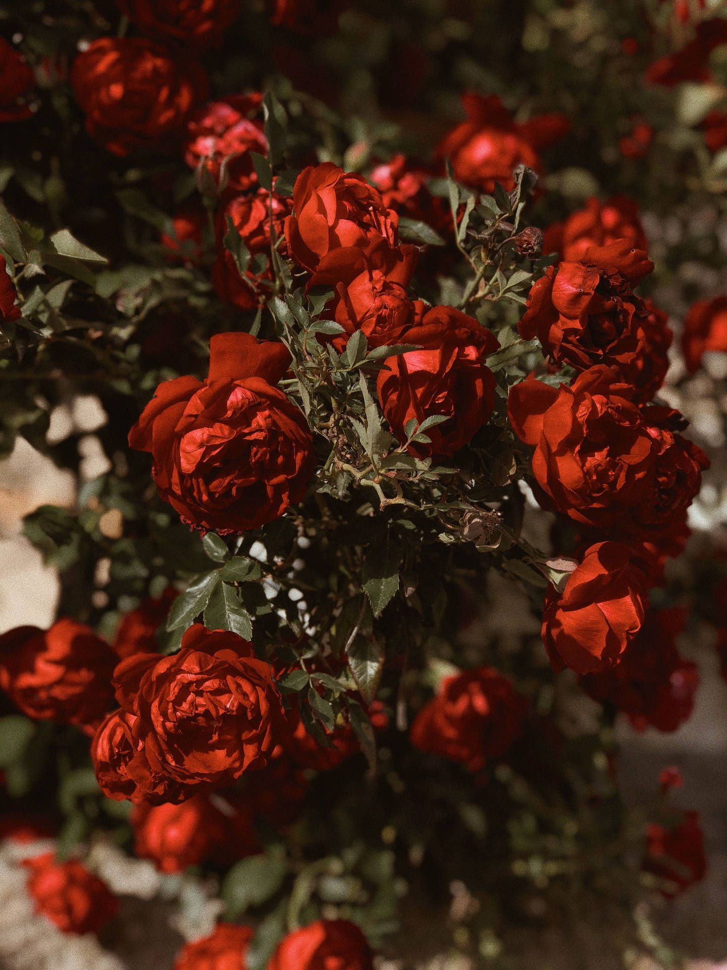 Rosenbusch, Kletterrosen, Garten, Sommer, QHD+, iPad-Hintergrundbild