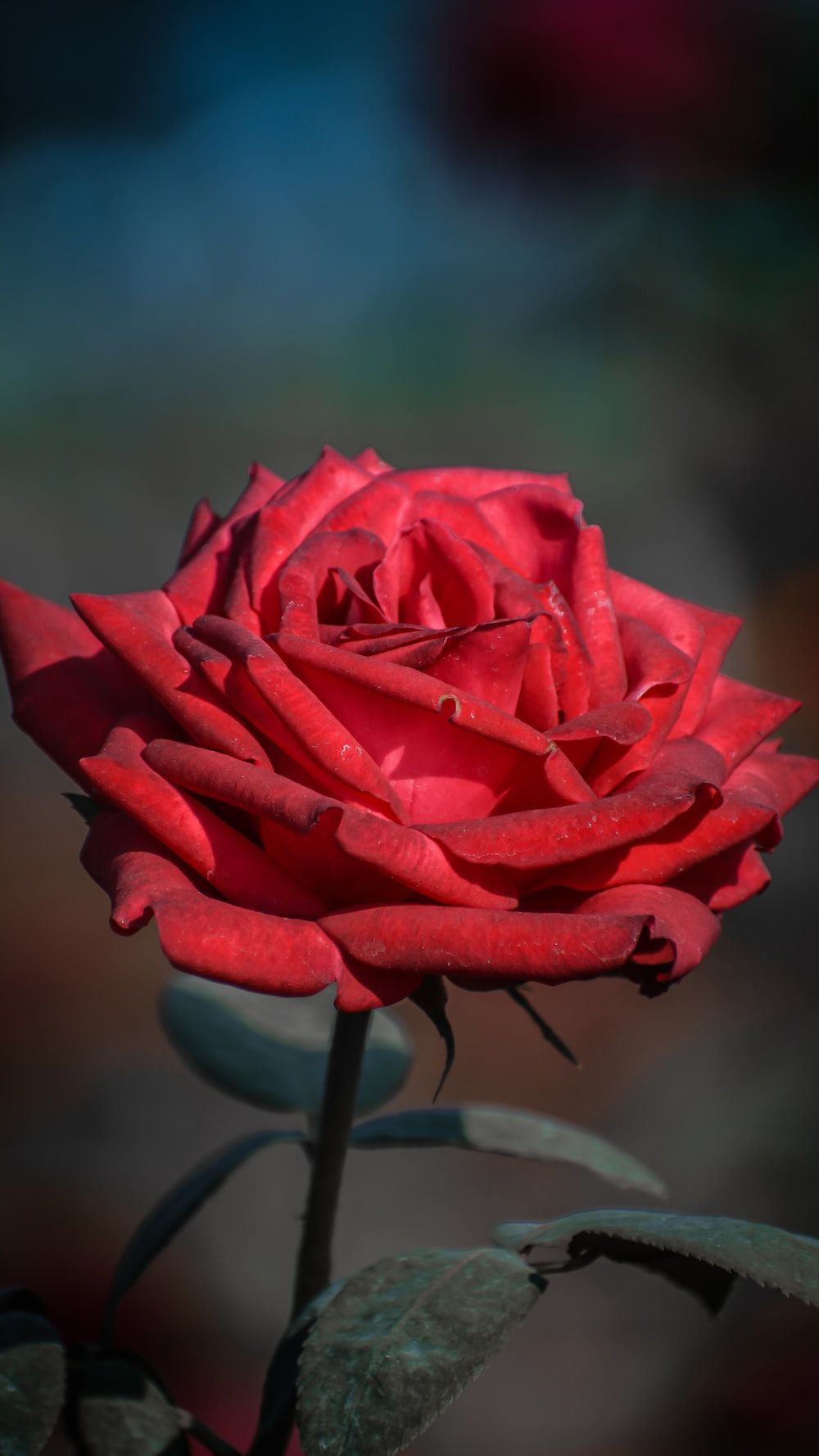 Rosenblüte, Nahaufnahme, Unscharfer Hintergrund, Rote Rose, Sperrbildschirm fürs iPhone