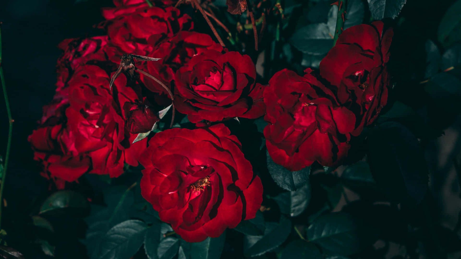 Rosenstrauch, Dunkelgrün, Garten, Rote Rosen, Querformat, Full HD, Laptop-Hintergrundbild