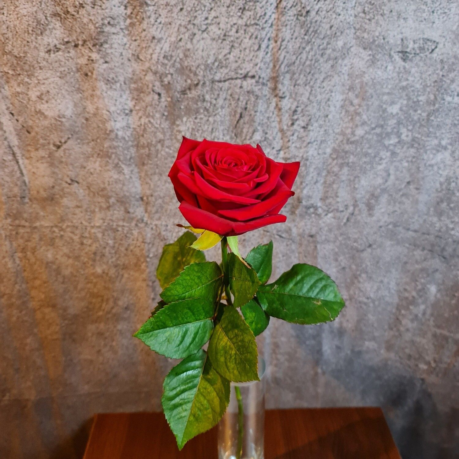 Einzelne Rose, Vase, Betonwand, Stillleben, HD, Hintergrundbild fürs Tablet
