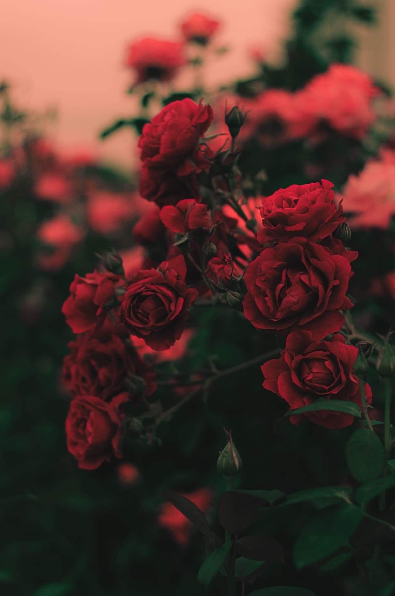 Rosenbusch, Abendlicht, Rosa Himmel, Garten, Full HD, Handy-Hintergrund im Hochformat