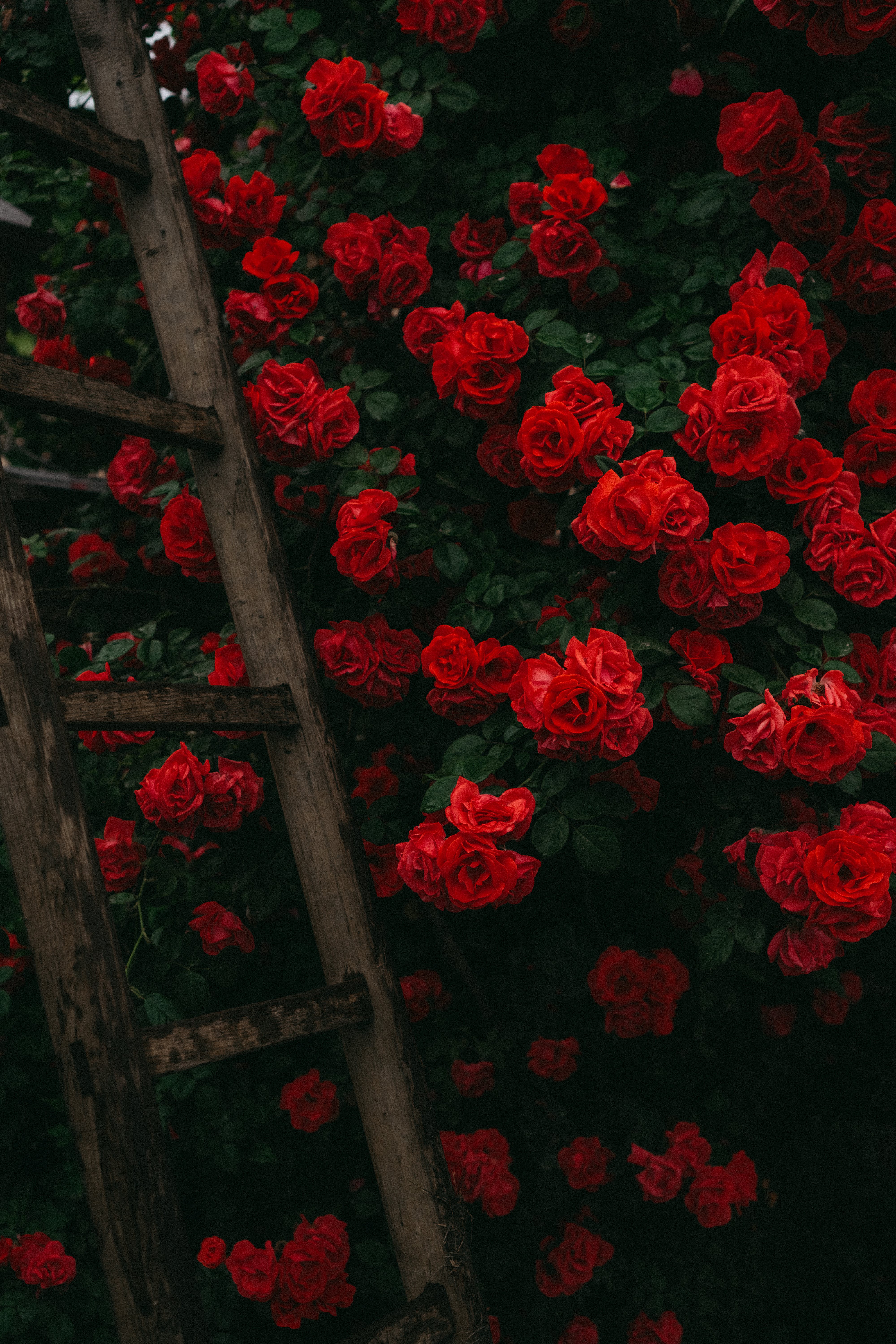 Kletterrosen, Leiter, Rosenwand, Garten, QHD+, Hintergrundbild fürs Handy