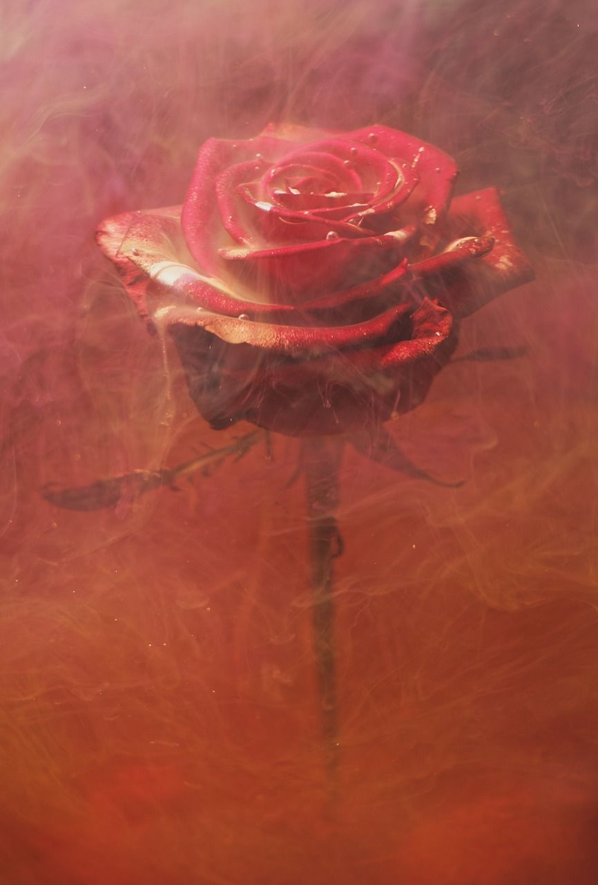 Rose, Vintage, Textur, Gemälde, HD, iPad-Hintergrundbild