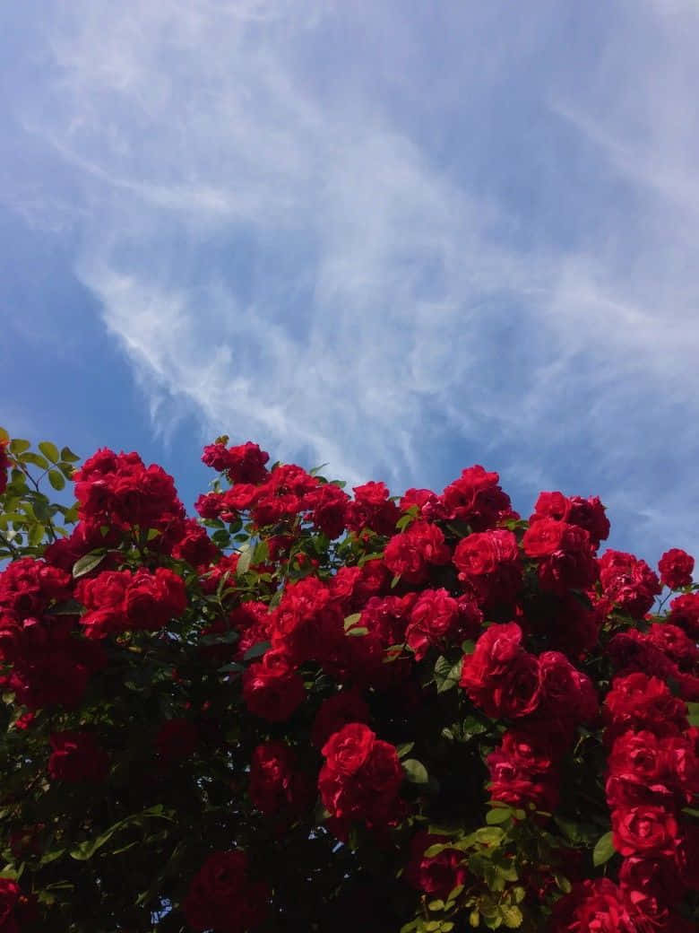 Rosenbusch, Blauer Himmel, Wolken, Sommer, Hintergrundbild für iPad und Tablet
