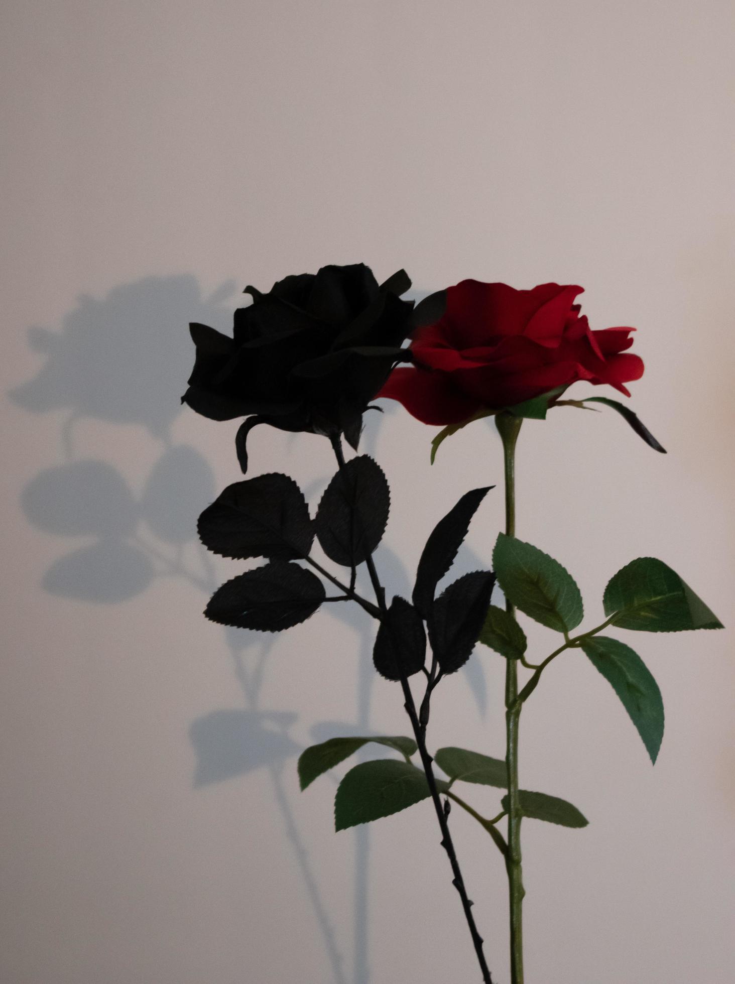 Schwarze Rose, Rote Rose, Schatten, Minimalismus, QHD+, Hintergrundbild fürs Tablet