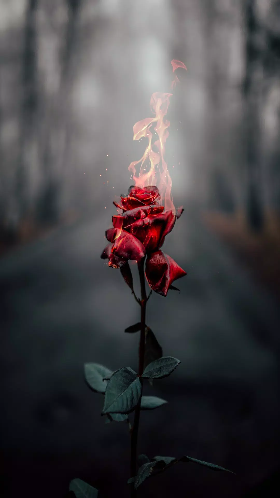 Brennende Rose, Flammen, Nebliger Wald, Dunkle Stimmung, Surreal, Full HD, Handy-Hintergrund