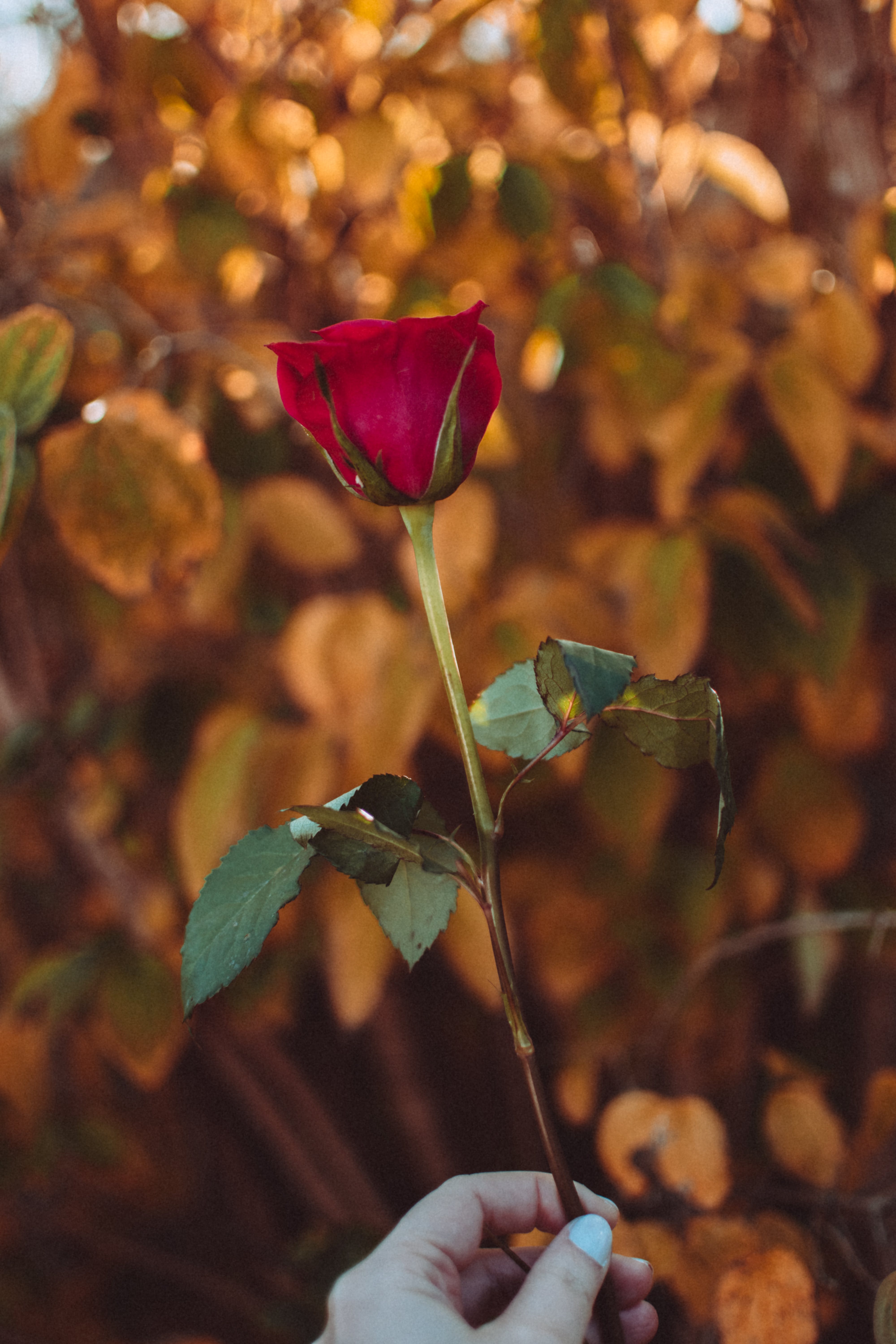 Einzelne Rose, Hand, Herbstlaub, Goldene Töne, QHD+, Sperrbildschirm fürs iPhone