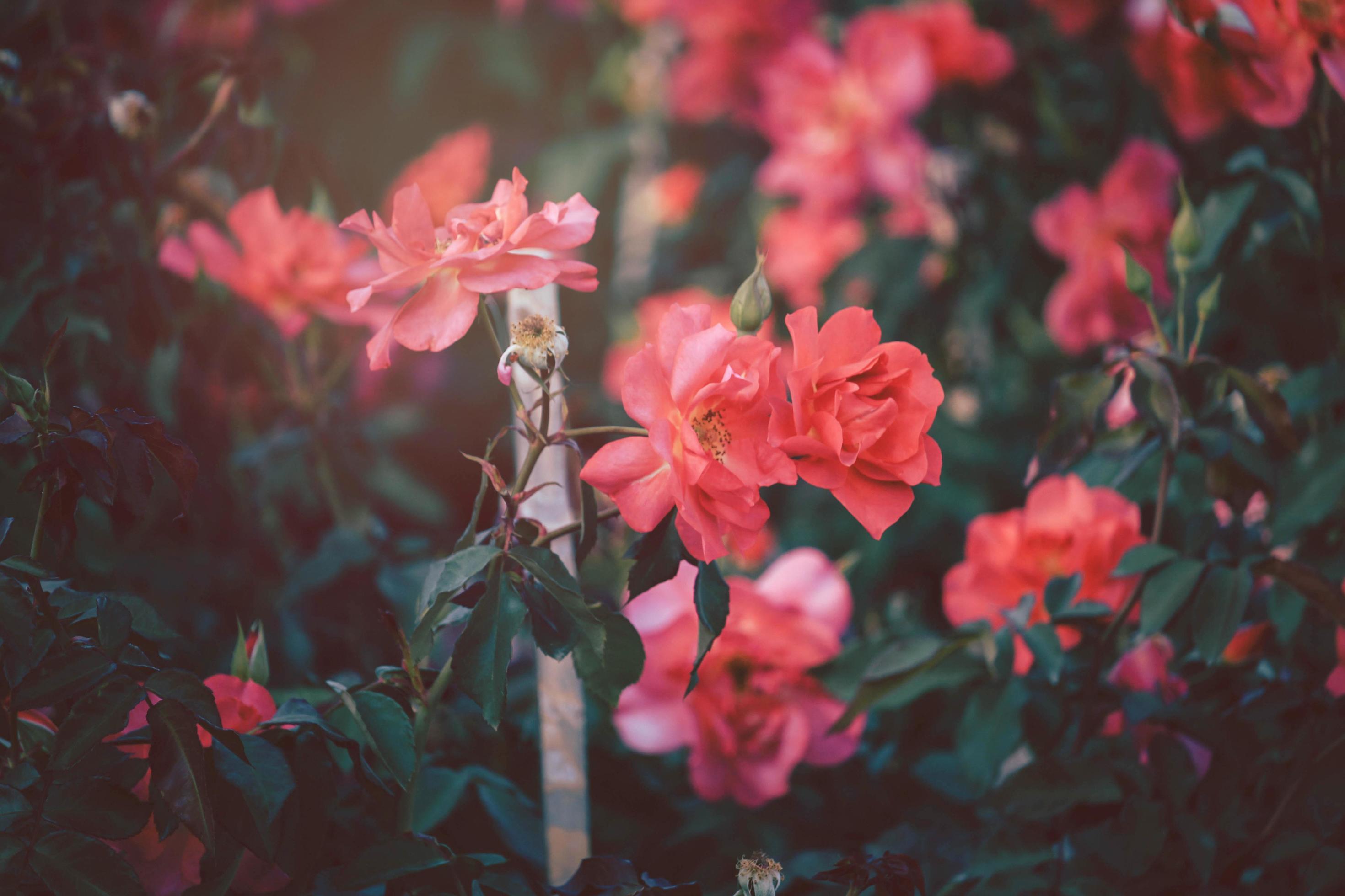Rosenbusch, Pinke Rosen, Garten, Weiches Licht, Querformat, 2K, Desktop-Hintergrund
