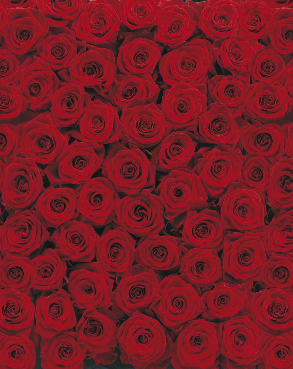 Rosenblüten, Rosenteppich, Draufsicht, Muster, HD, iPad-Hintergrundbild