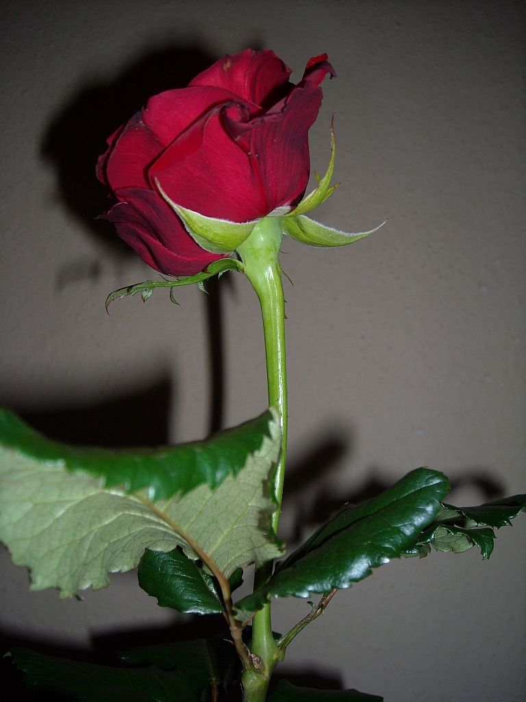 Einzelne Rose, Blütenstiel, Blitzlicht, Grauer Hintergrund, HD Wallpaper