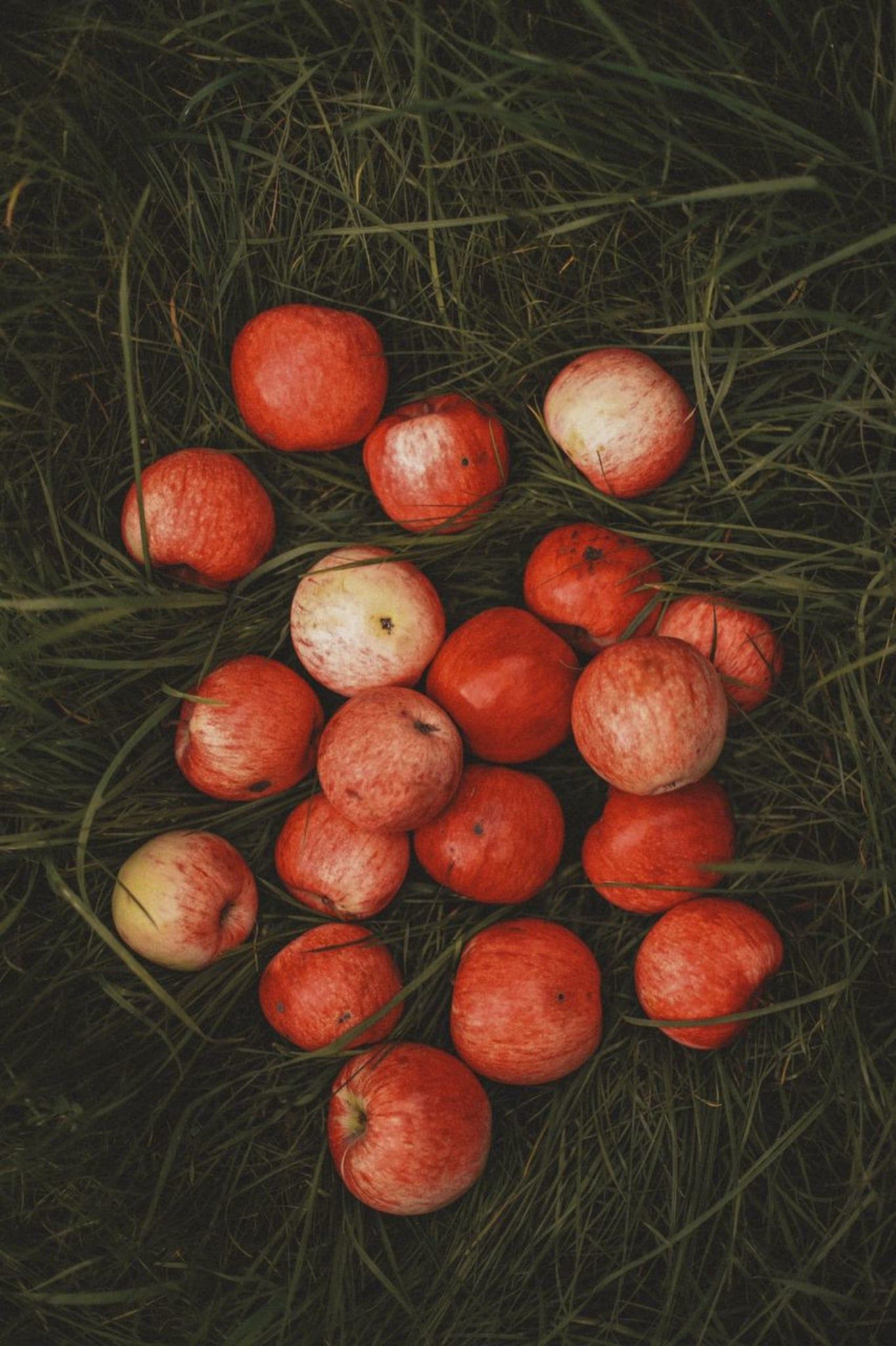 Äpfel, Gras, Draufsicht, Rot, Obst, Full HD, Handy-Hintergrund im Hochformat