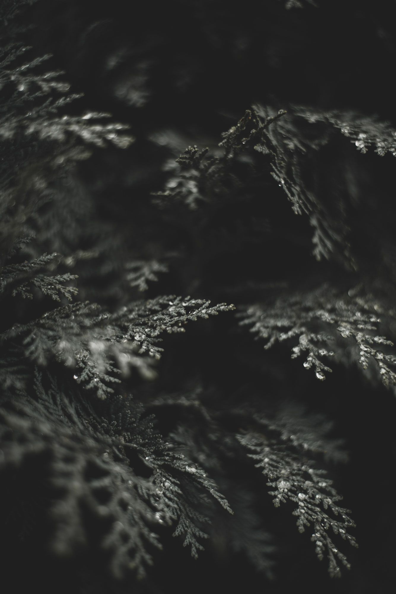 Tannenzweige, Dunkler Hintergrund, Nahaufnahme, Minimalismus, Grün und Schwarz, Full HD Wallpaper