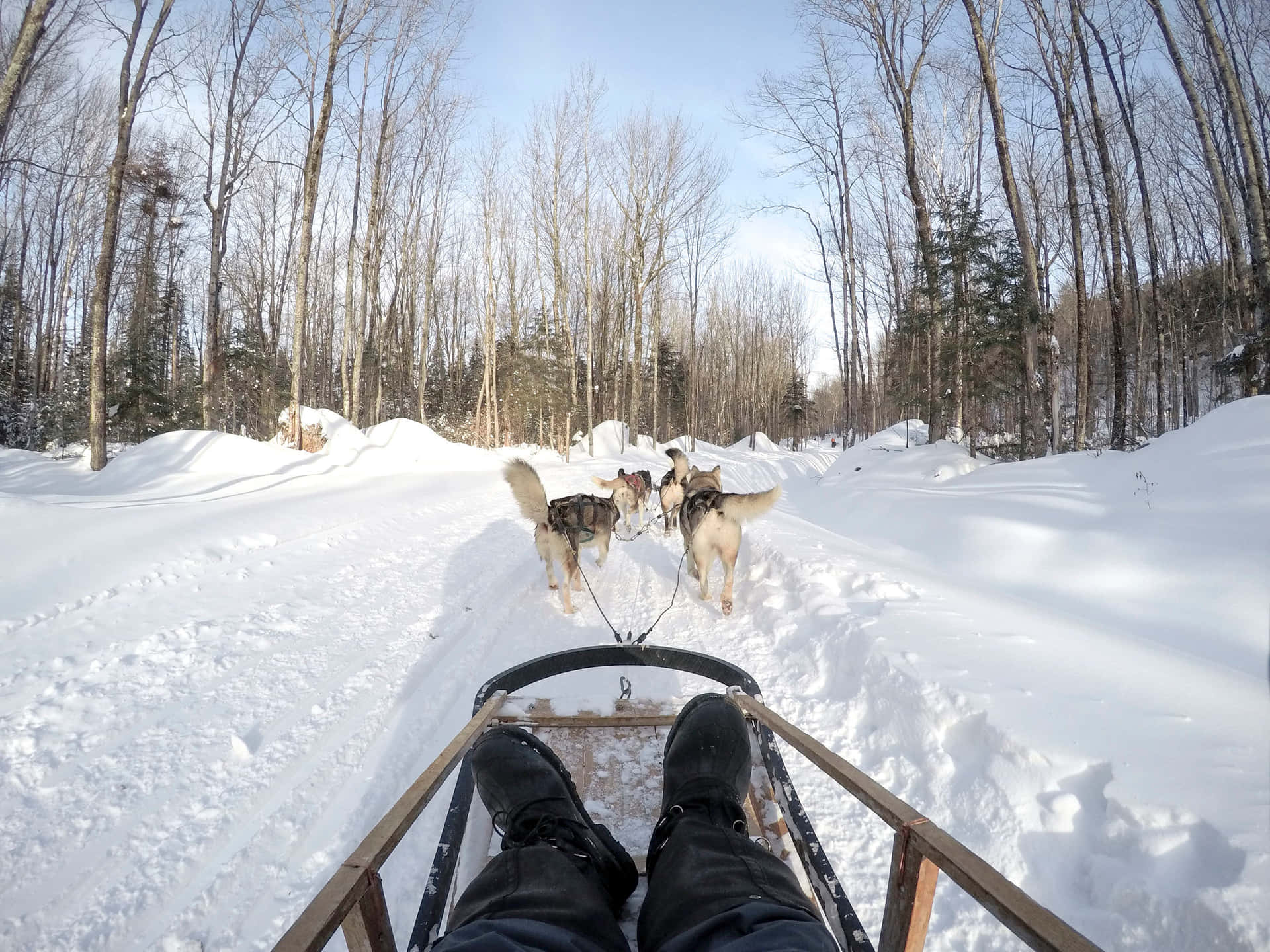 Hundeschlitten, Huskys, Ich-Perspektive, Schneeweg, Winterwald, Full HD, iPad-Hintergrundbild