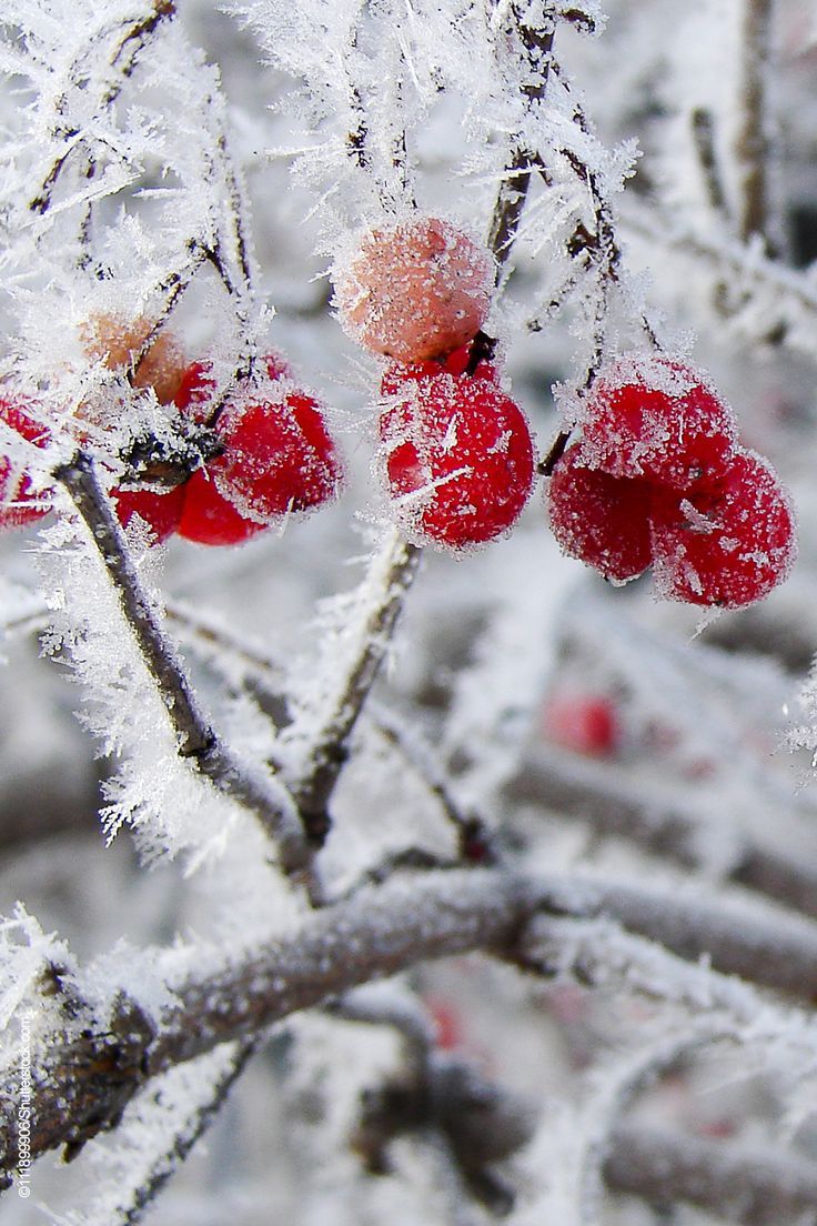 Rote Beeren, Raureif, Zweige, Nahaufnahme, Frost, HD, Hintergrundbild fürs Handy