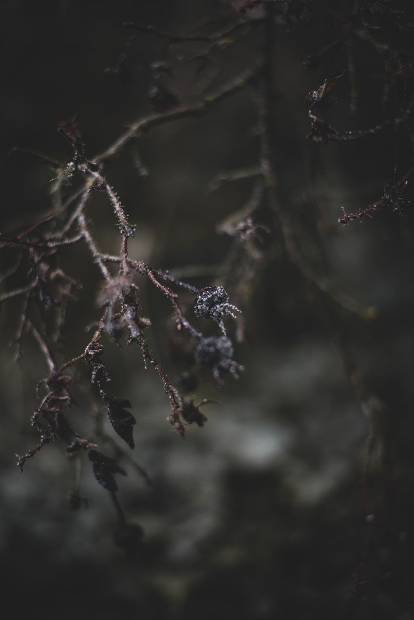 Zweige, Beeren, Dunkler Hintergrund, Nahaufnahme, Düster, HD Wallpaper