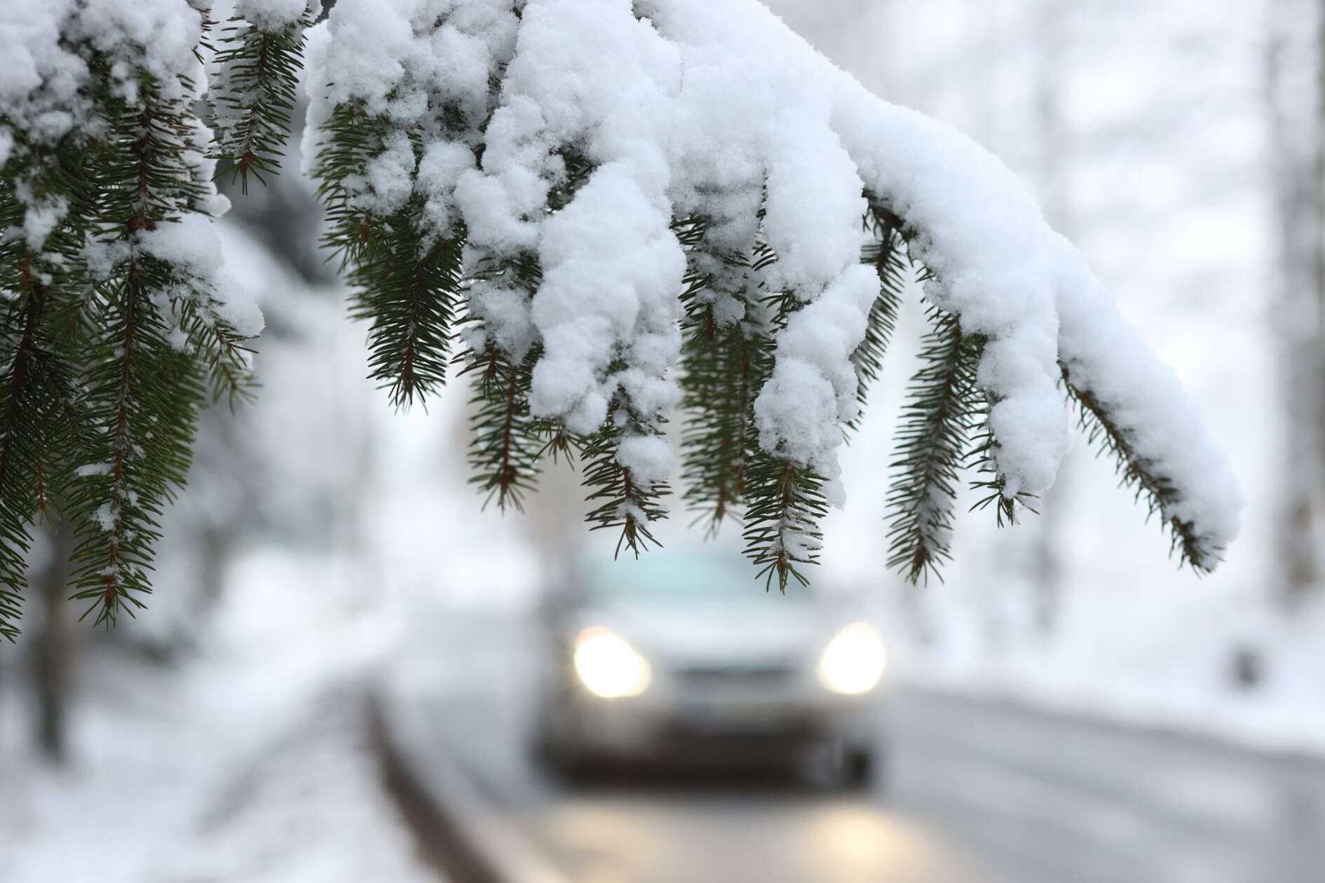 Verschneiter Tannenzweig, Auto, Straße, Unscharfer Hintergrund, Schnee, HD Wallpaper