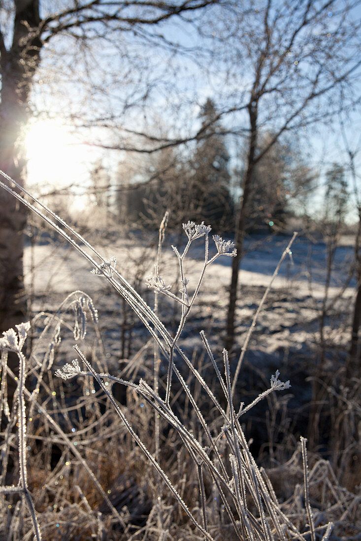 Raureif, Gräser, Kahle Bäume, Gegenlicht, Sonnig, HD, Sperrbildschirm fürs iPhone