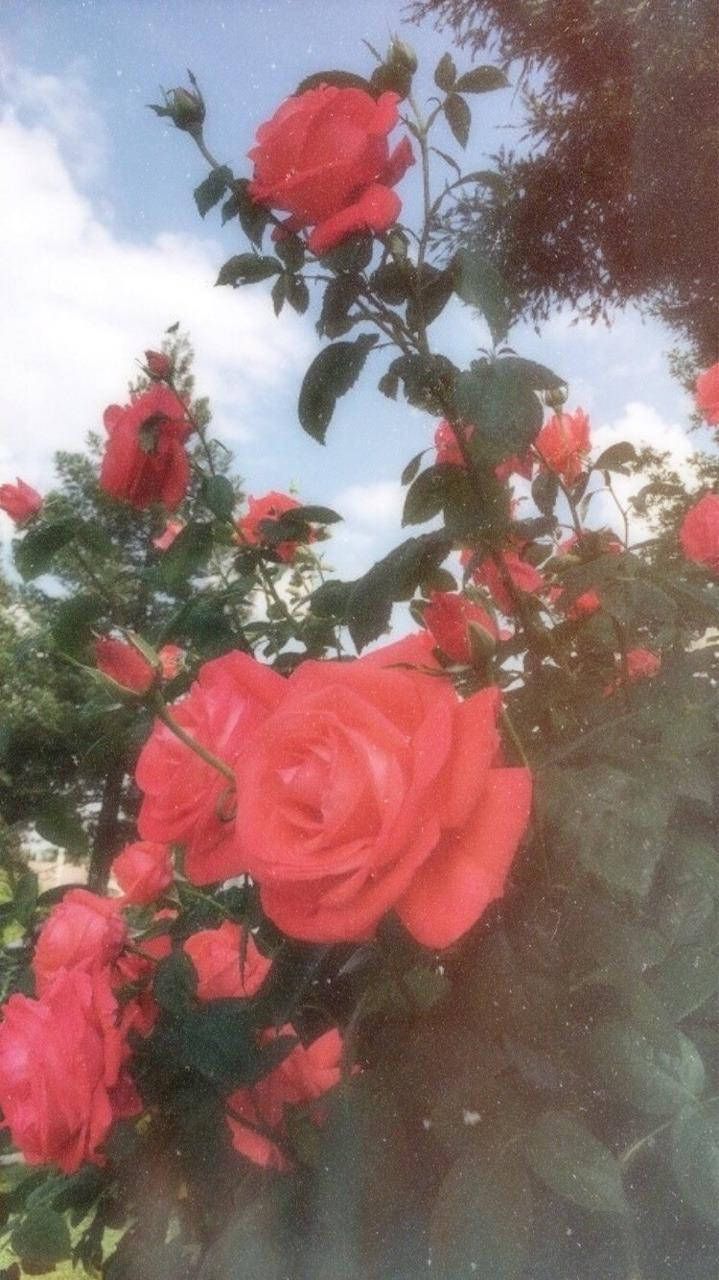 Rosen, Rosenstrauch, Himmel, Rot, Blüten, Hochformat, Hintergrundbild fürs Smartphone