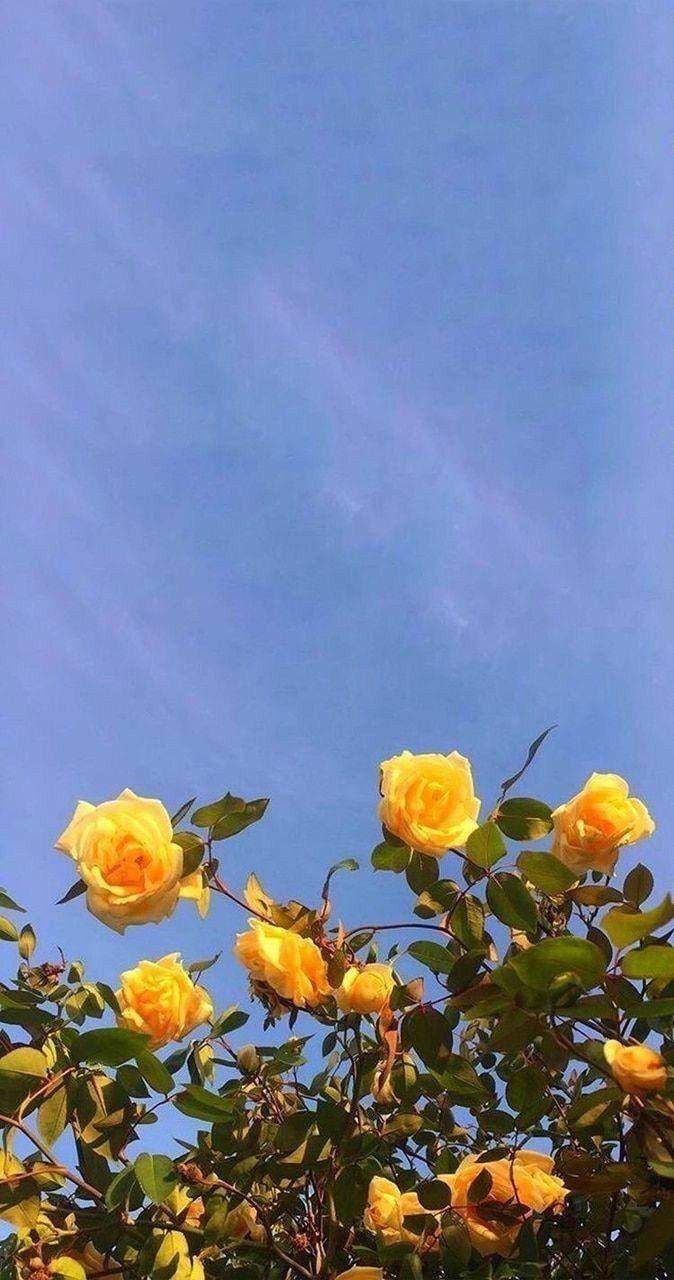 Gelbe Rosen, Blauer Himmel, Strauch, Pastell, Hochformat, Hintergrundbild fürs Smartphone