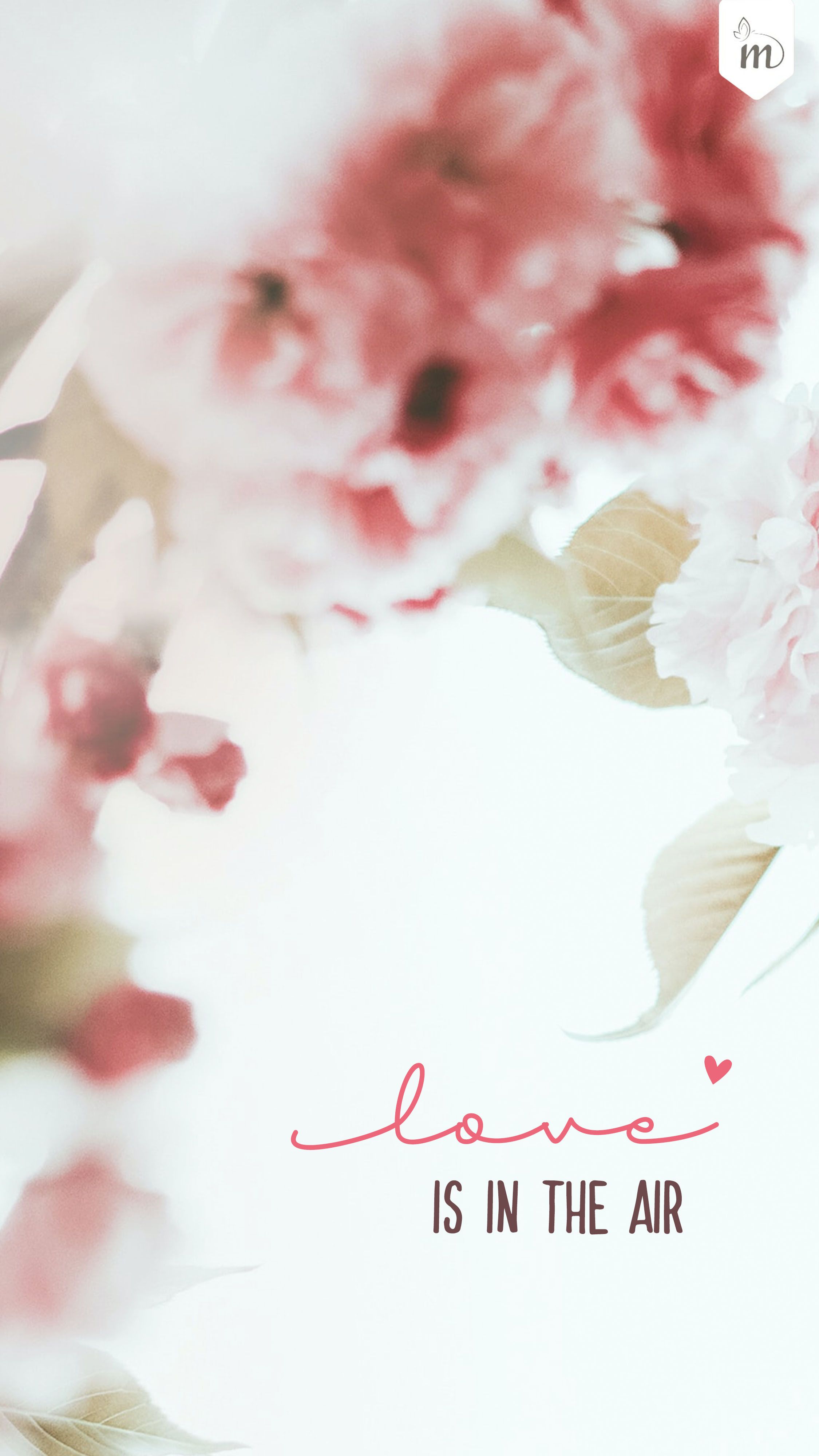 Love is in the air, Rosa Blumen, Typografie, Romantisch, QHD+, iPhone-Hintergrundbild