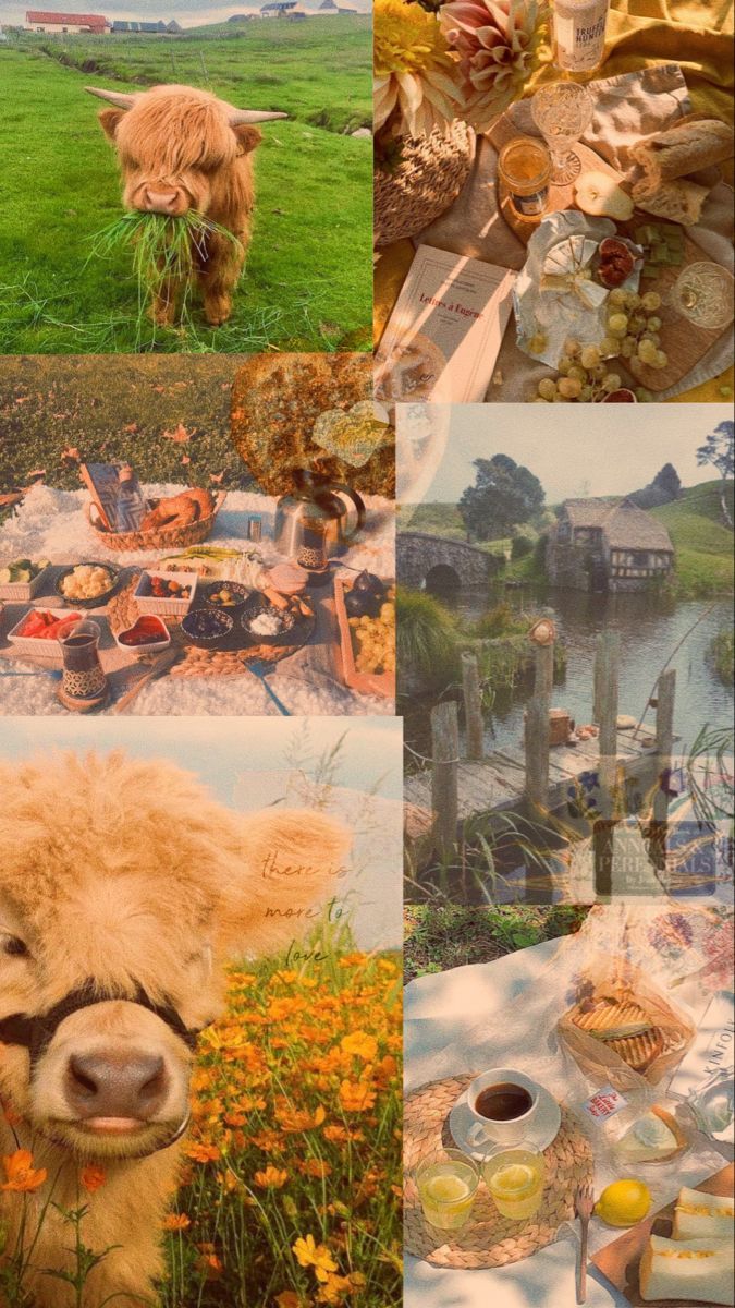 Collage, Hochlandrind, Landleben, Ästhetik, Warme Töne, Hintergrundbild für iPhone und Android