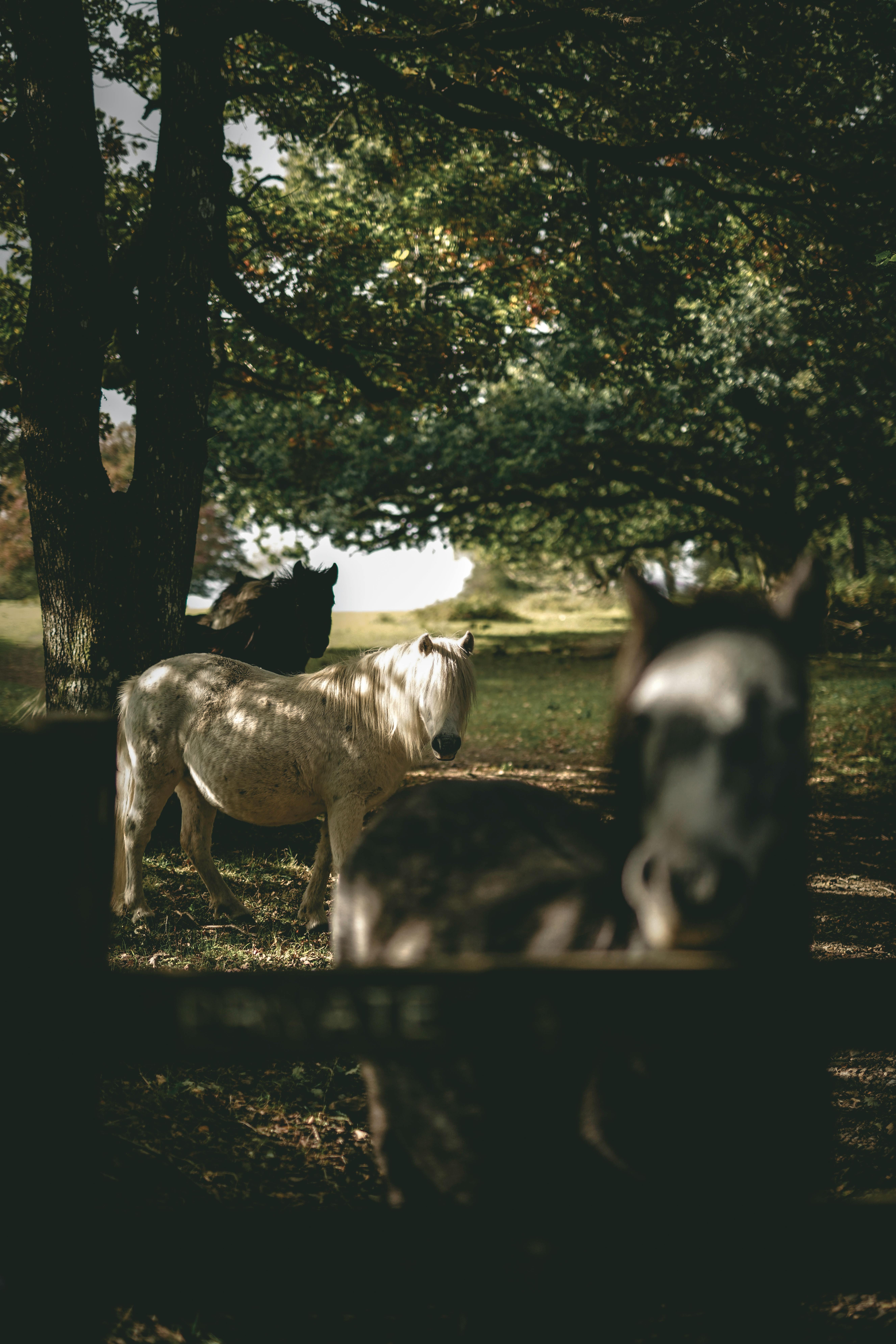 Pferde, Stall, Wald, Schatten, Dunkel, QHD+, Hintergrundbild fürs Tablet
