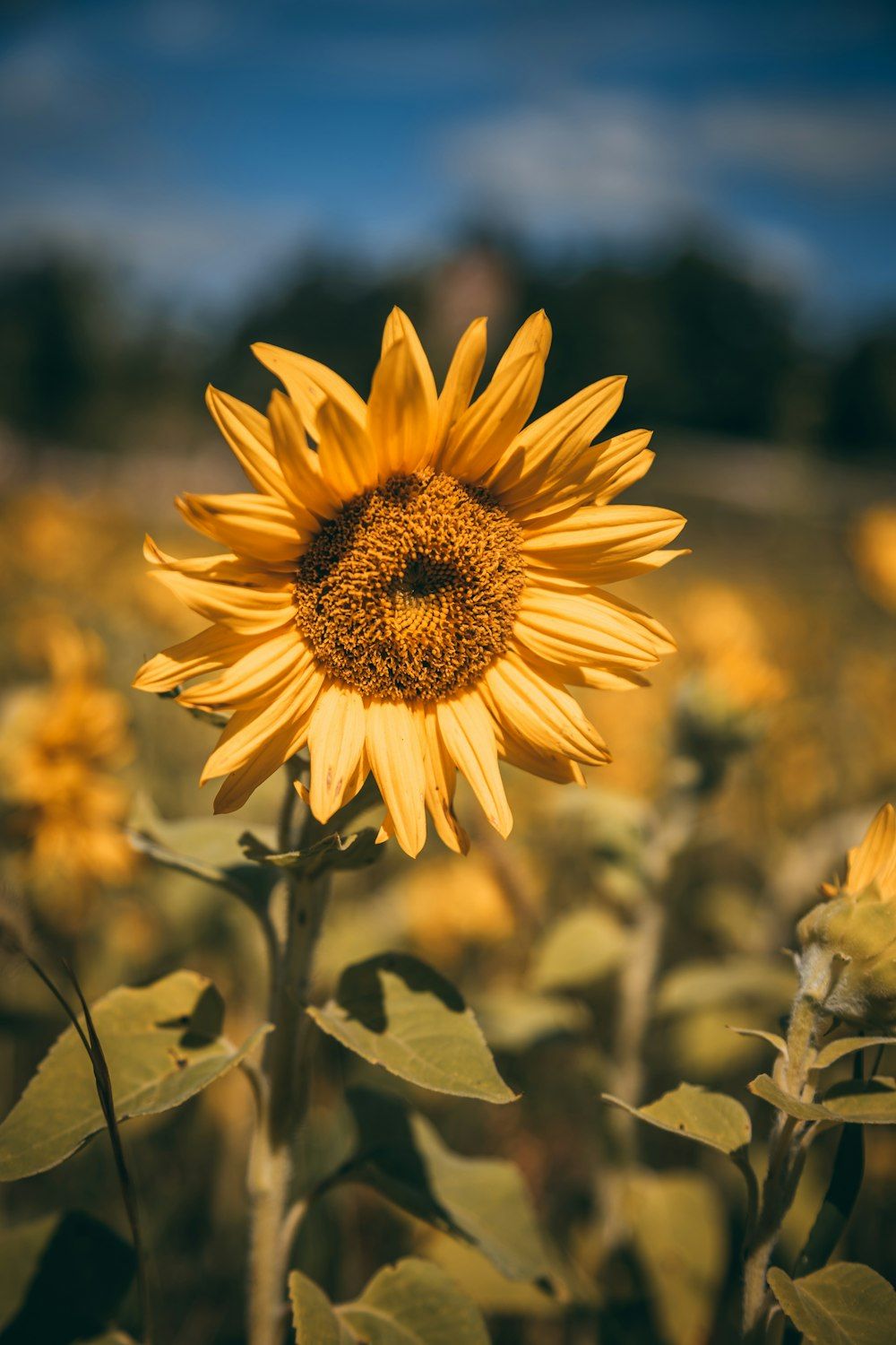Sonnenblume, Sonnenblumenfeld, Nahaufnahme, Sommer, HD, Handy-Hintergrund im Hochformat