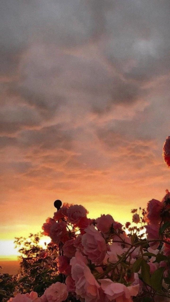 Sonnenuntergang, Rosen, Wolken, Oranger Himmel, HD, Hintergrundbild fürs Handy