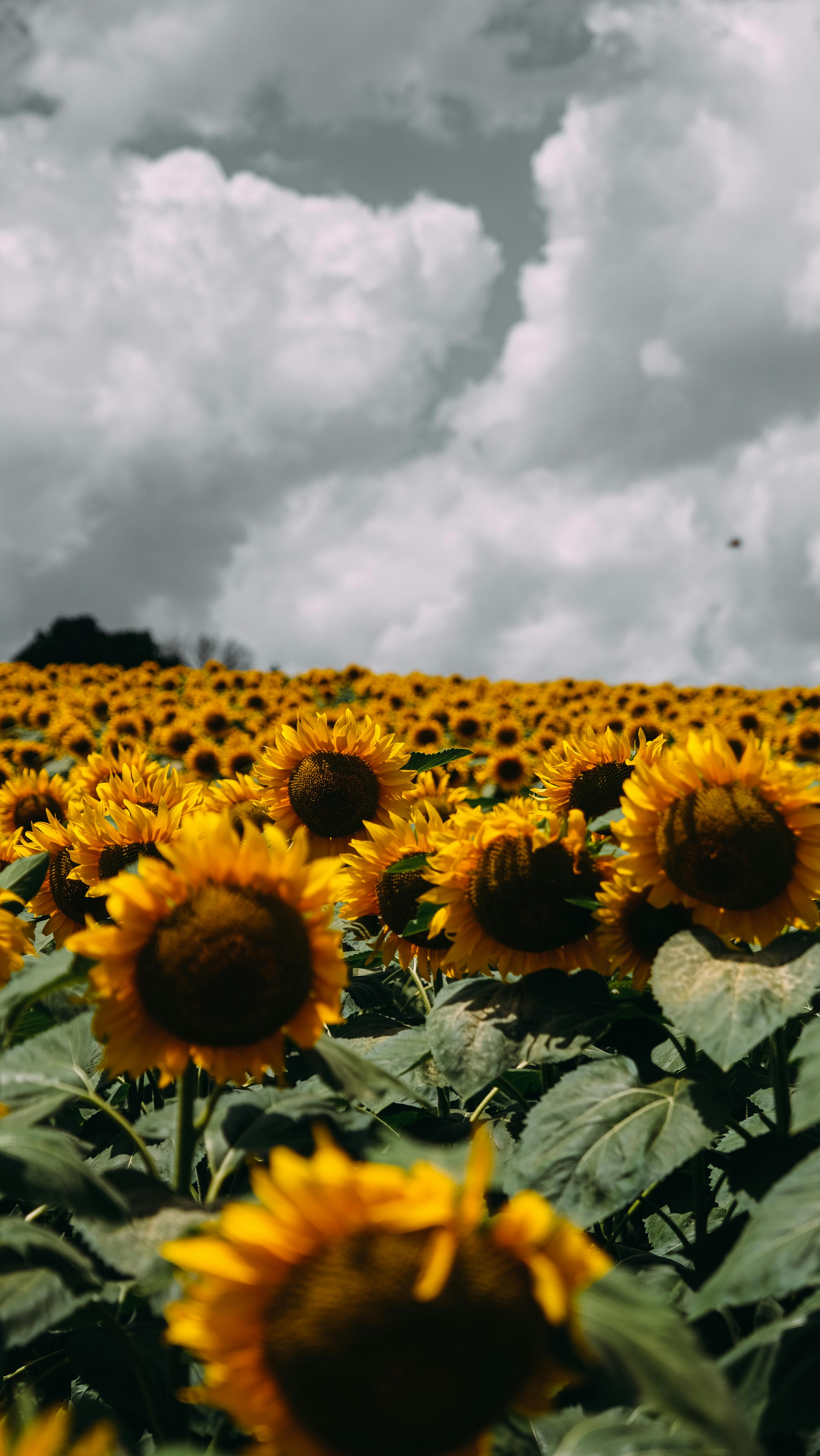 Sonnenblumenfeld, Sonnenblumen, Wolken, Sommer, QHD+, Handy-Hintergrund im Hochformat